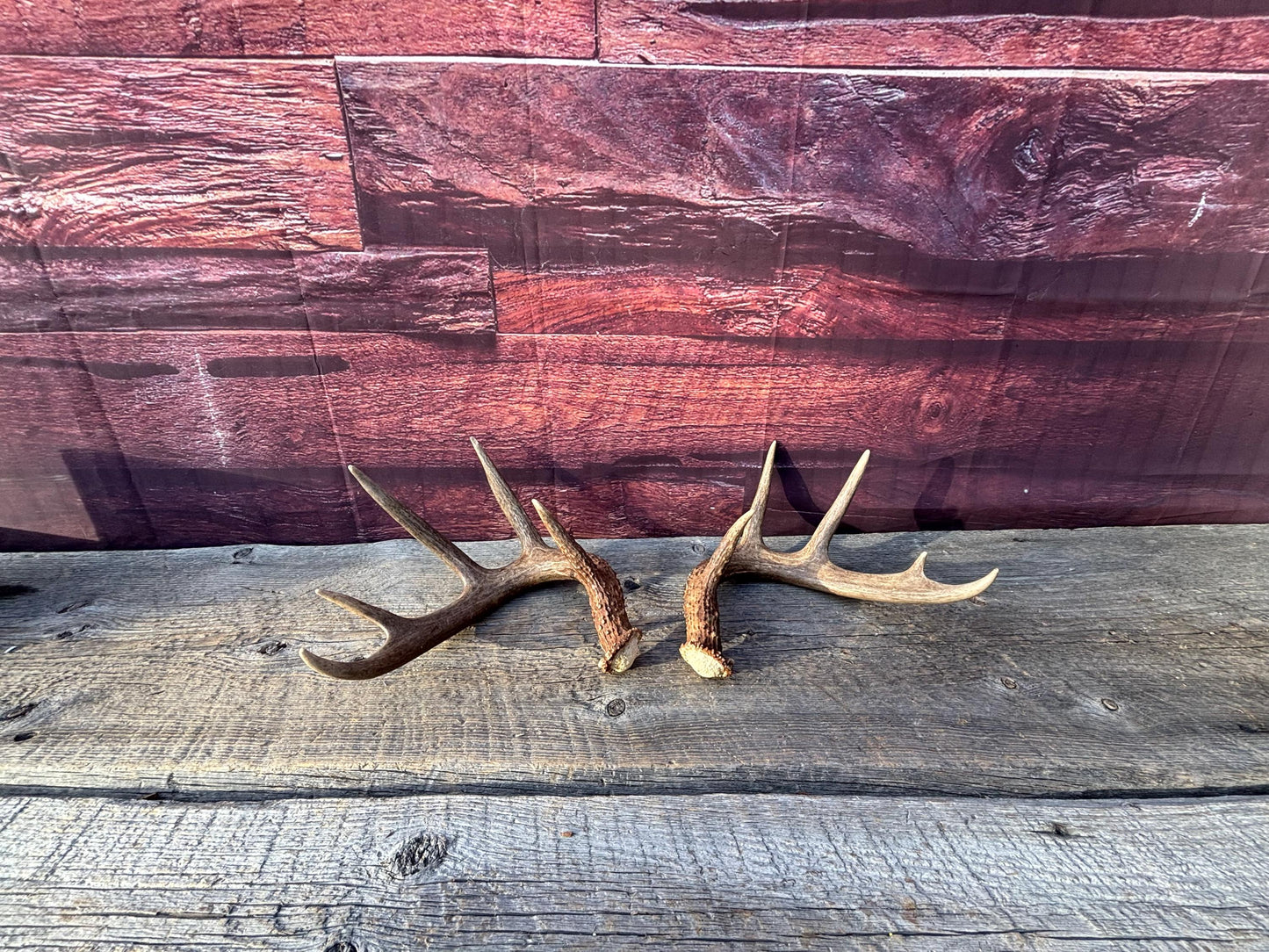 Matched Albertan White-tailed Deer Antlers. Super classic 10-pt Set