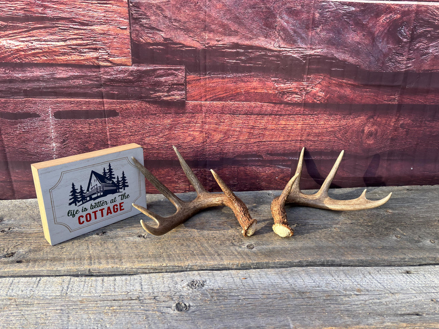 Matched Albertan White-tailed Deer Antlers. Super classic 10-pt Set