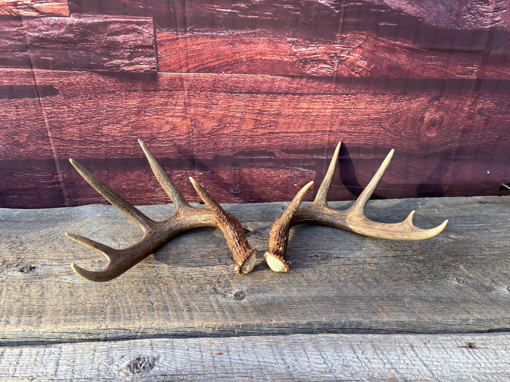 Matched Albertan White-tailed Deer Antlers. Super classic 10-pt Set