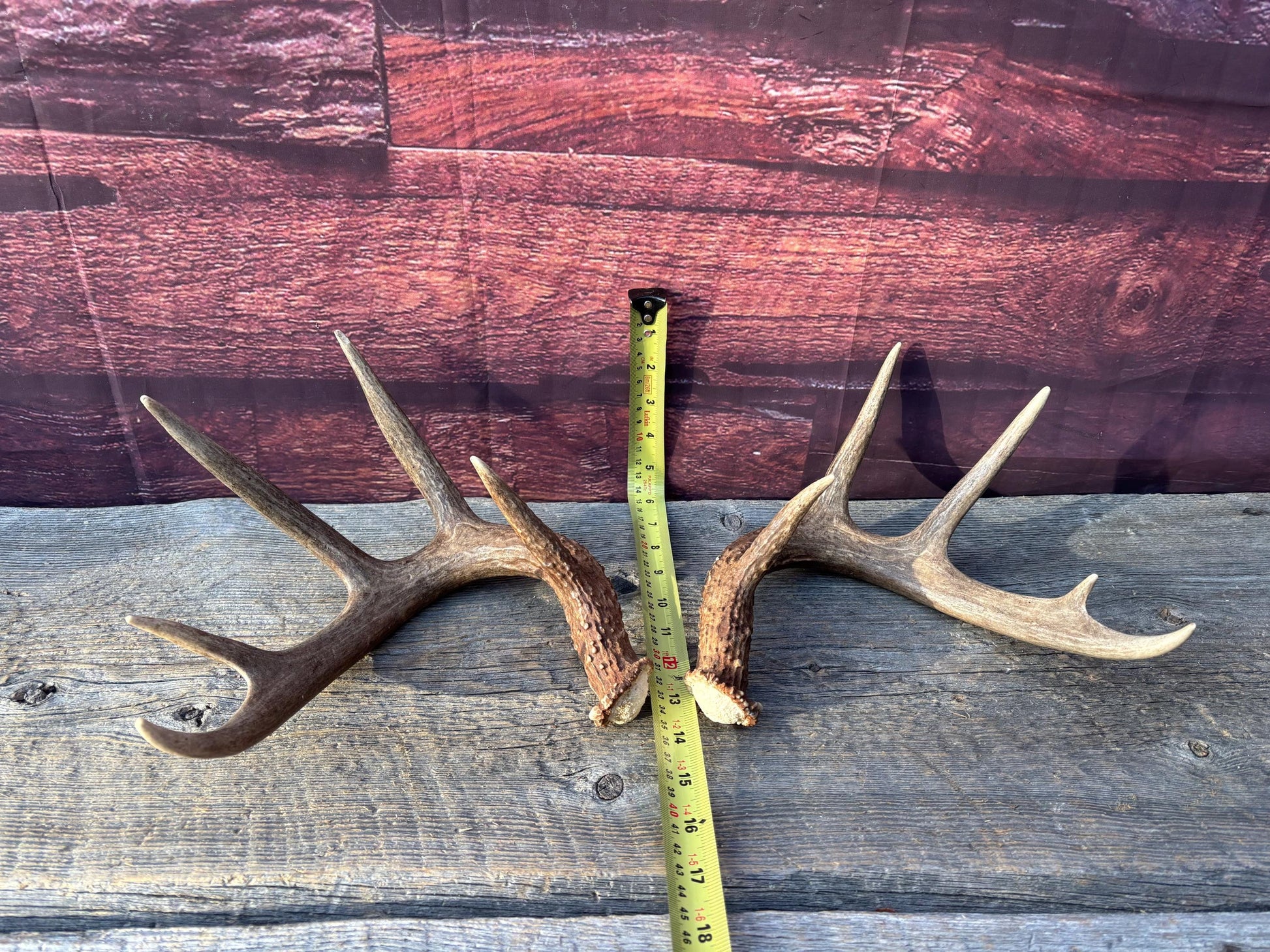 Matched Albertan White-tailed Deer Antlers. Super classic 10-pt Set