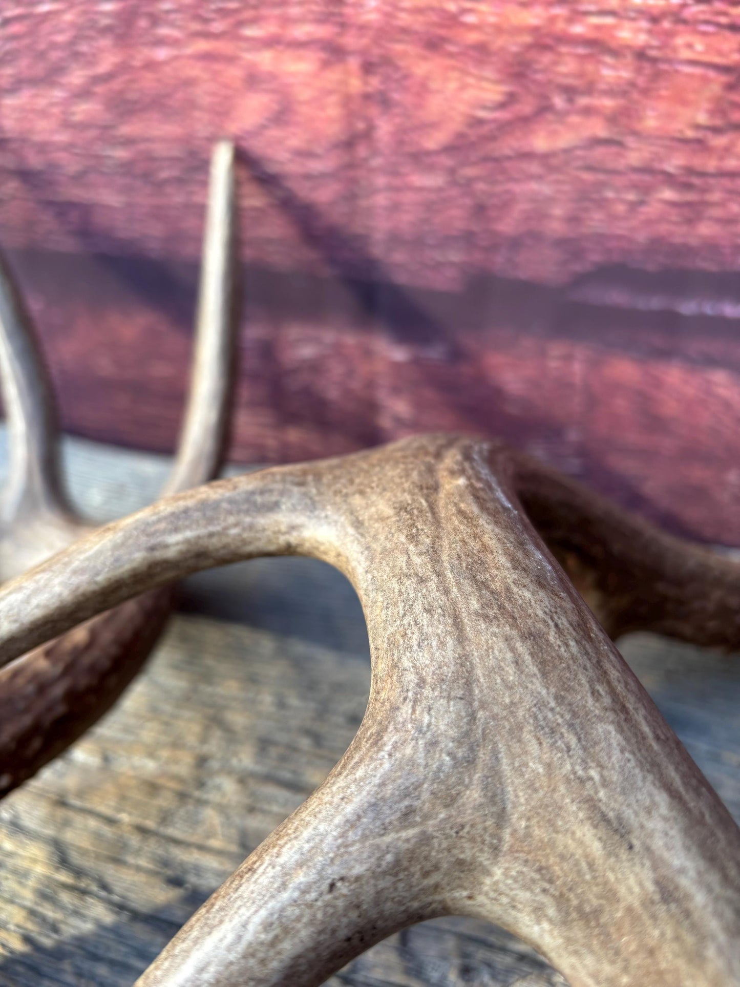 Matched Albertan White-tailed Deer Antlers. Super classic 10-pt Set