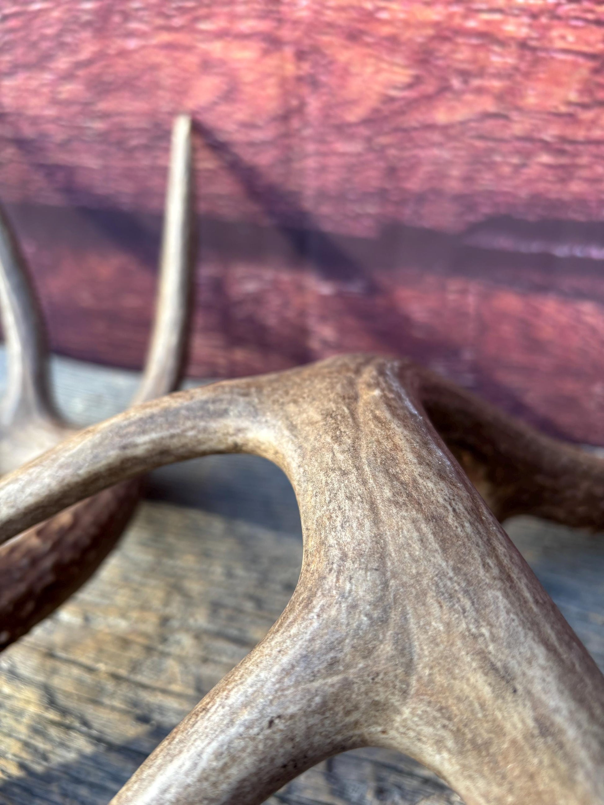 Matched Albertan White-tailed Deer Antlers. Super classic 10-pt Set