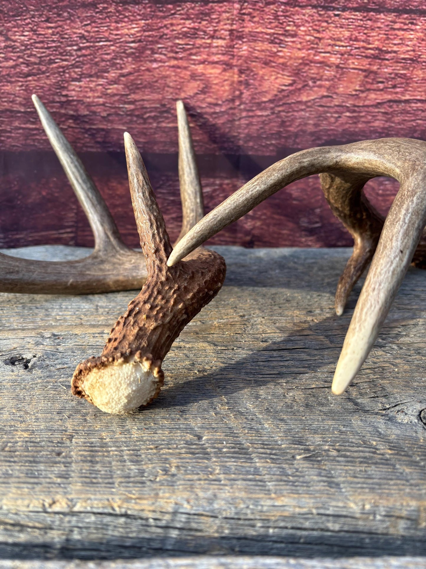 Matched Albertan White-tailed Deer Antlers. Super classic 10-pt Set