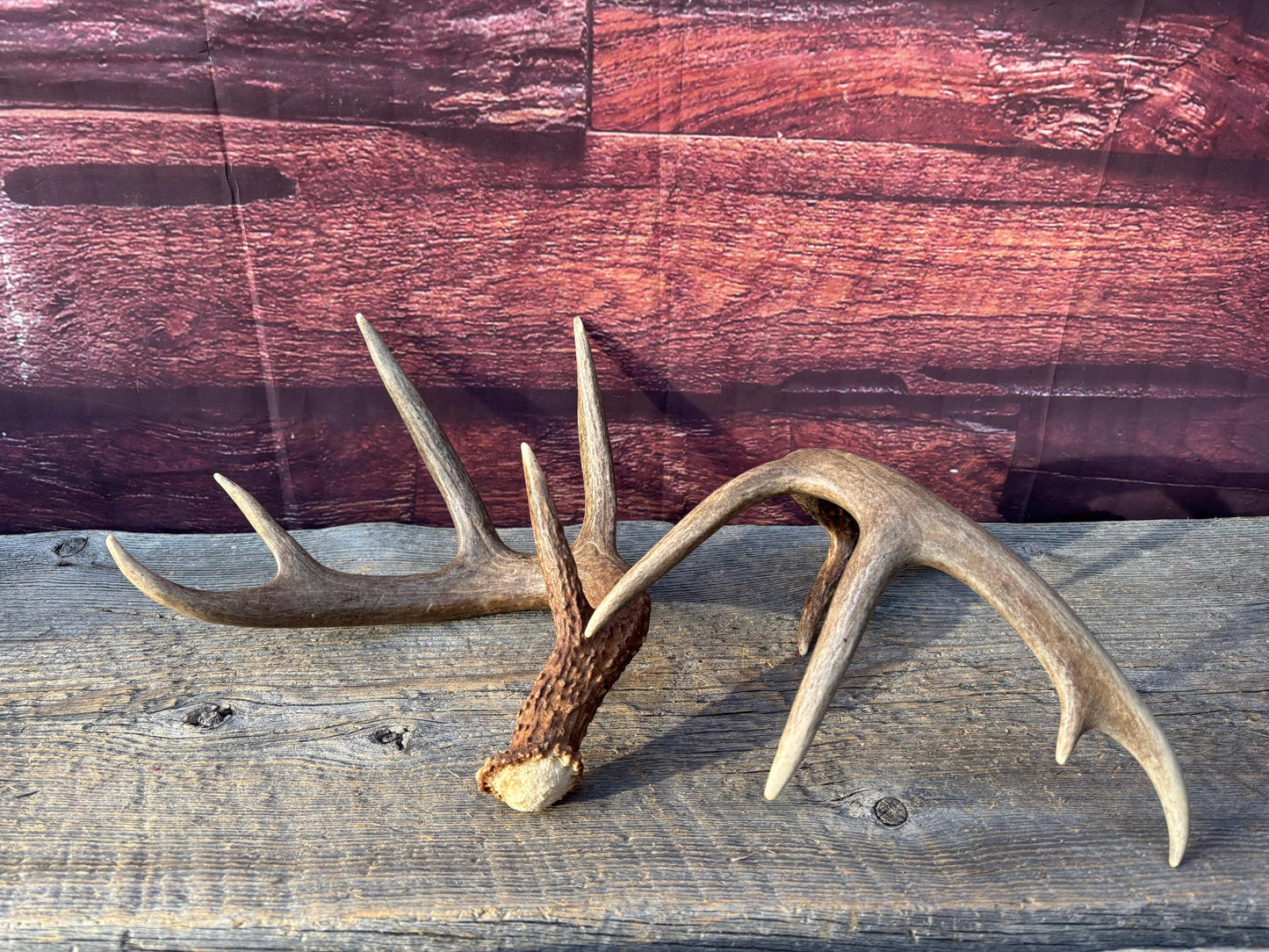 Matched Albertan White-tailed Deer Antlers. Super classic 10-pt Set