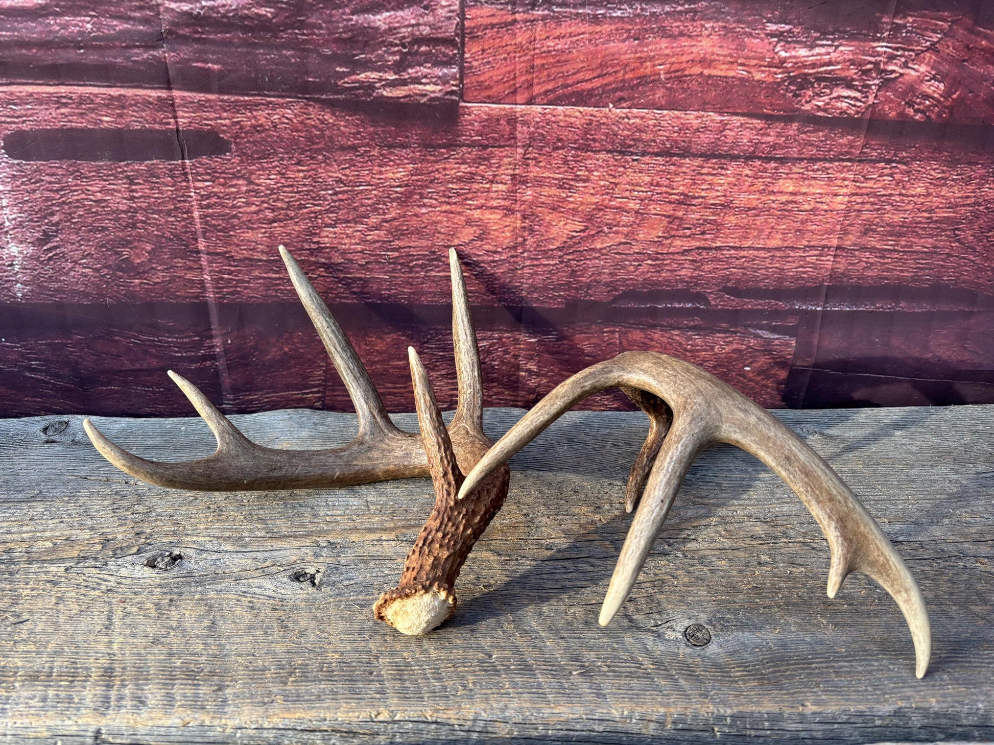 Matched Albertan White-tailed Deer Antlers. Super classic 10-pt Set