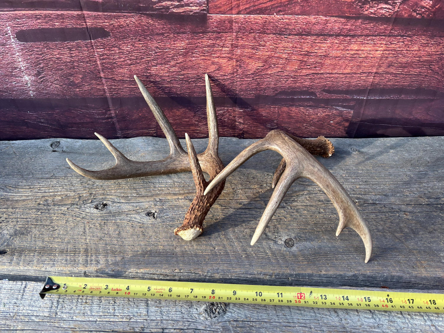 Matched Albertan White-tailed Deer Antlers. Super classic 10-pt Set