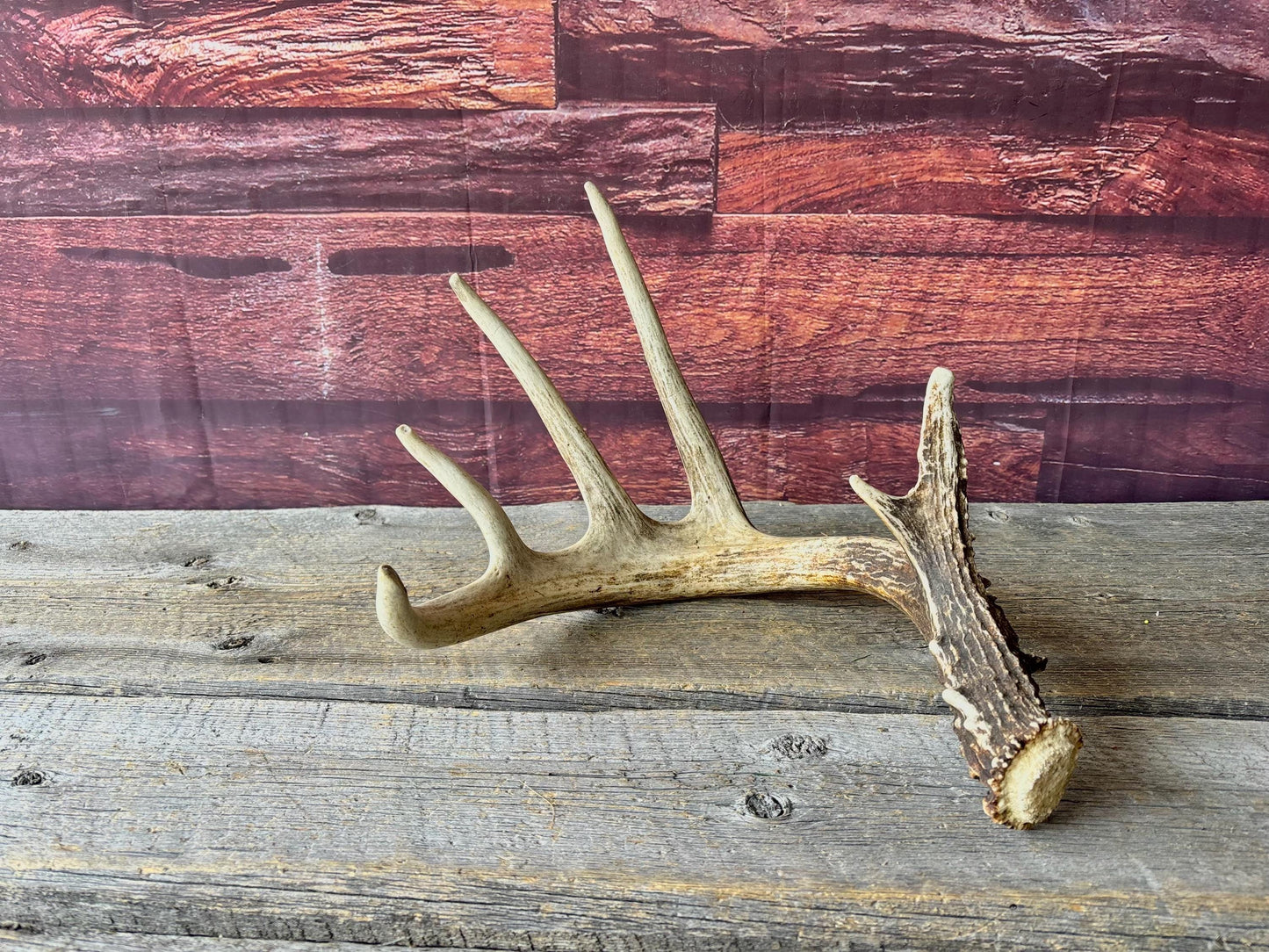 Incredible White-tailed deer Antler. Large, Deer Shed for Decor, Design, Crafting and More!