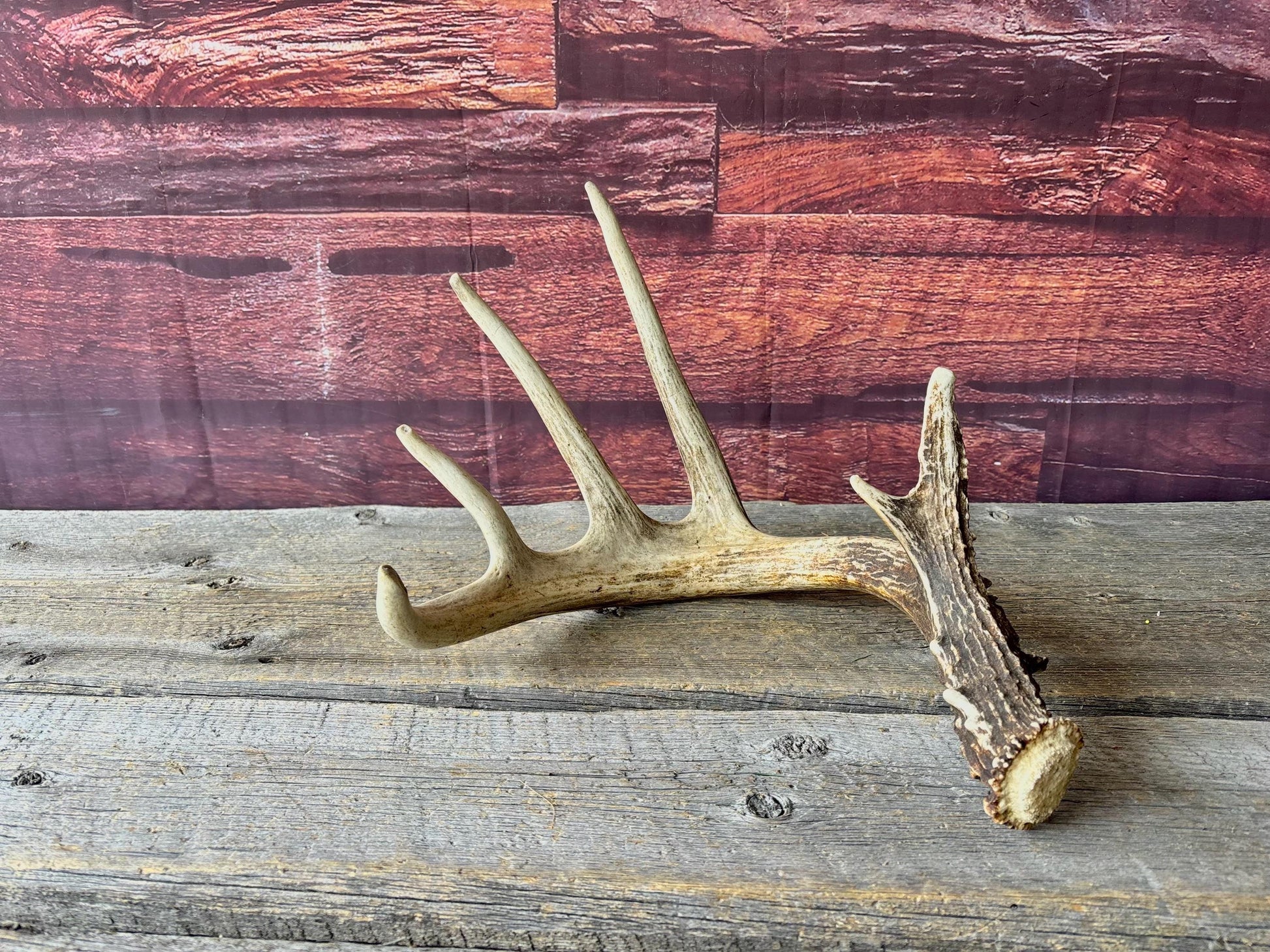 Incredible White-tailed deer Antler. Large, Deer Shed for Decor, Design, Crafting and More!