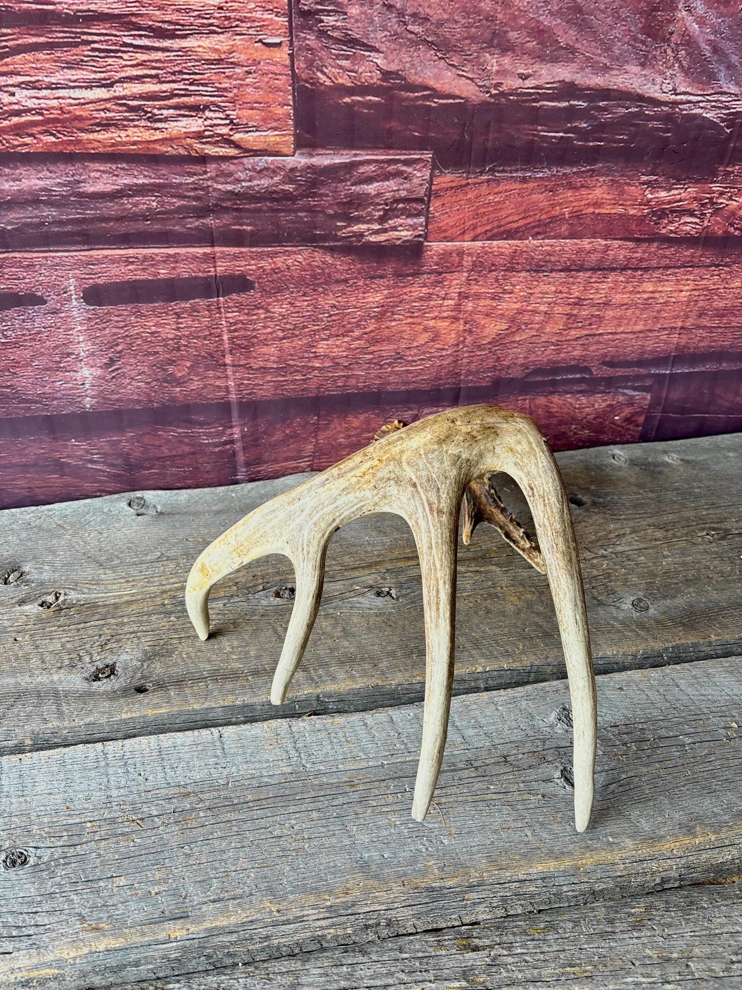 Incredible White-tailed deer Antler. Large, Deer Shed for Decor, Design, Crafting and More!