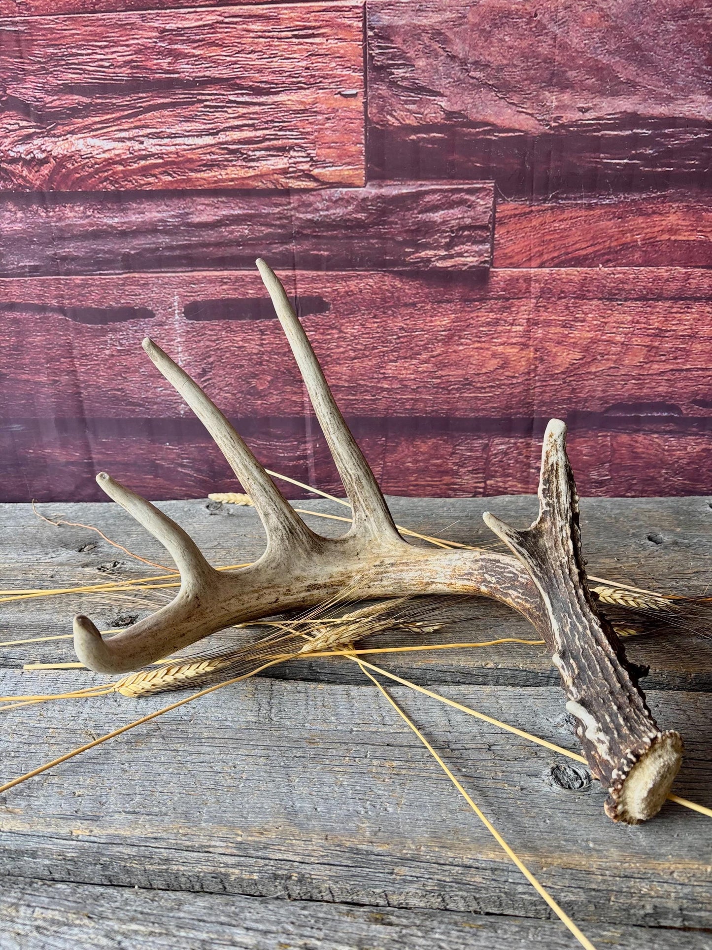 Incredible White-tailed deer Antler. Large, Deer Shed for Decor, Design, Crafting and More!