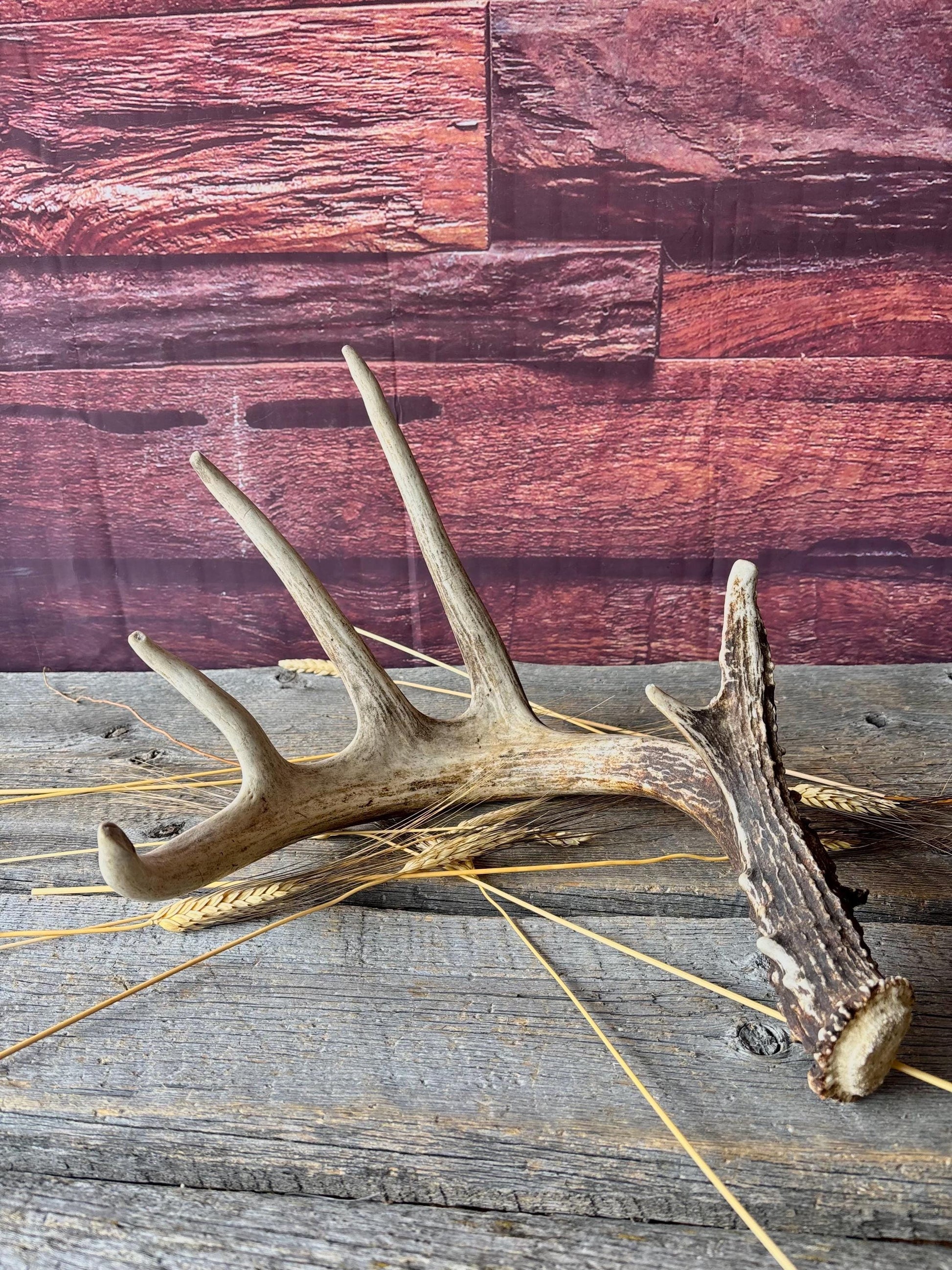 Incredible White-tailed deer Antler. Large, Deer Shed for Decor, Design, Crafting and More!