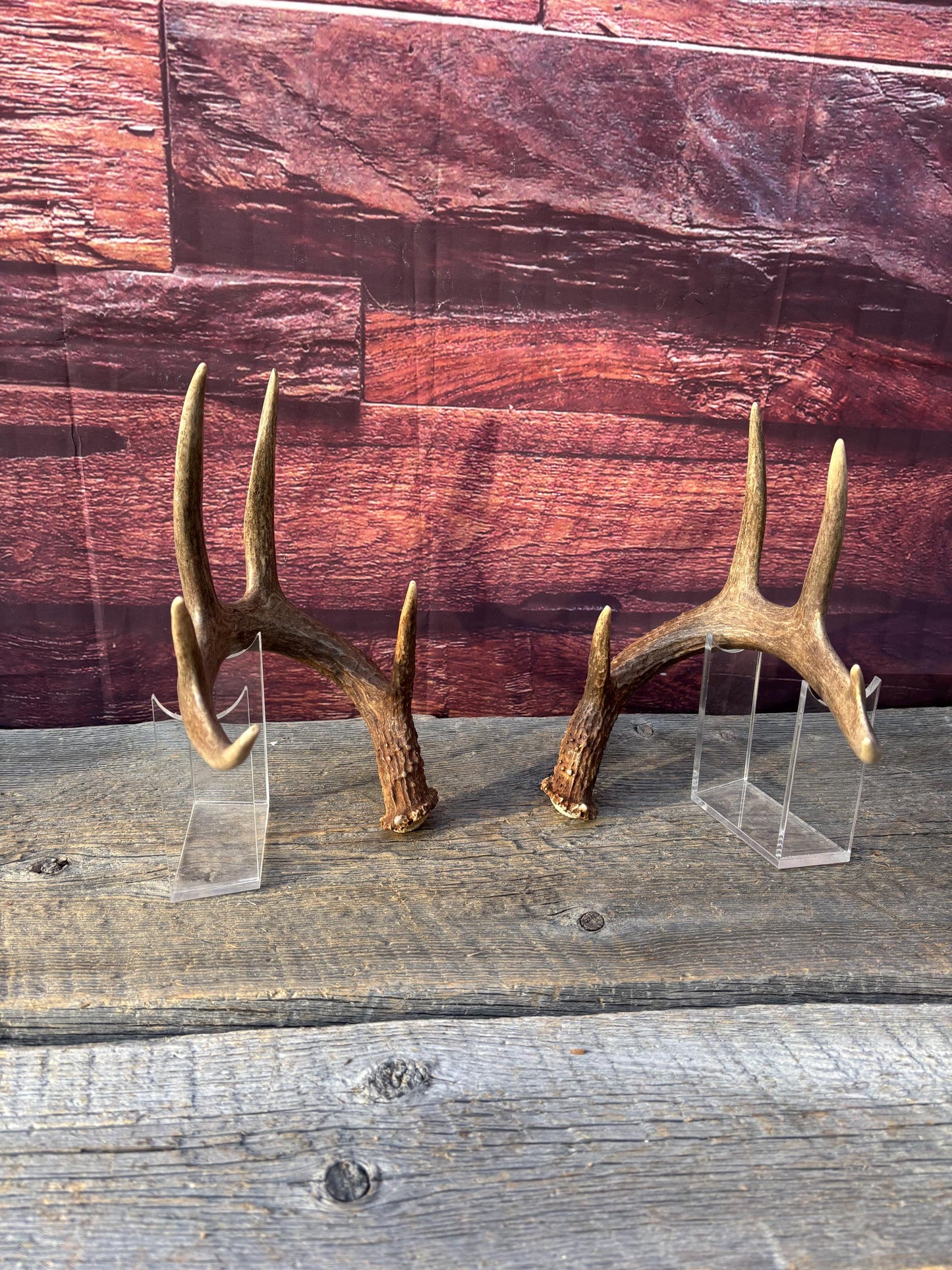 Matched Albertan White-tailed Deer Antlers. Super classic 10-pt Set