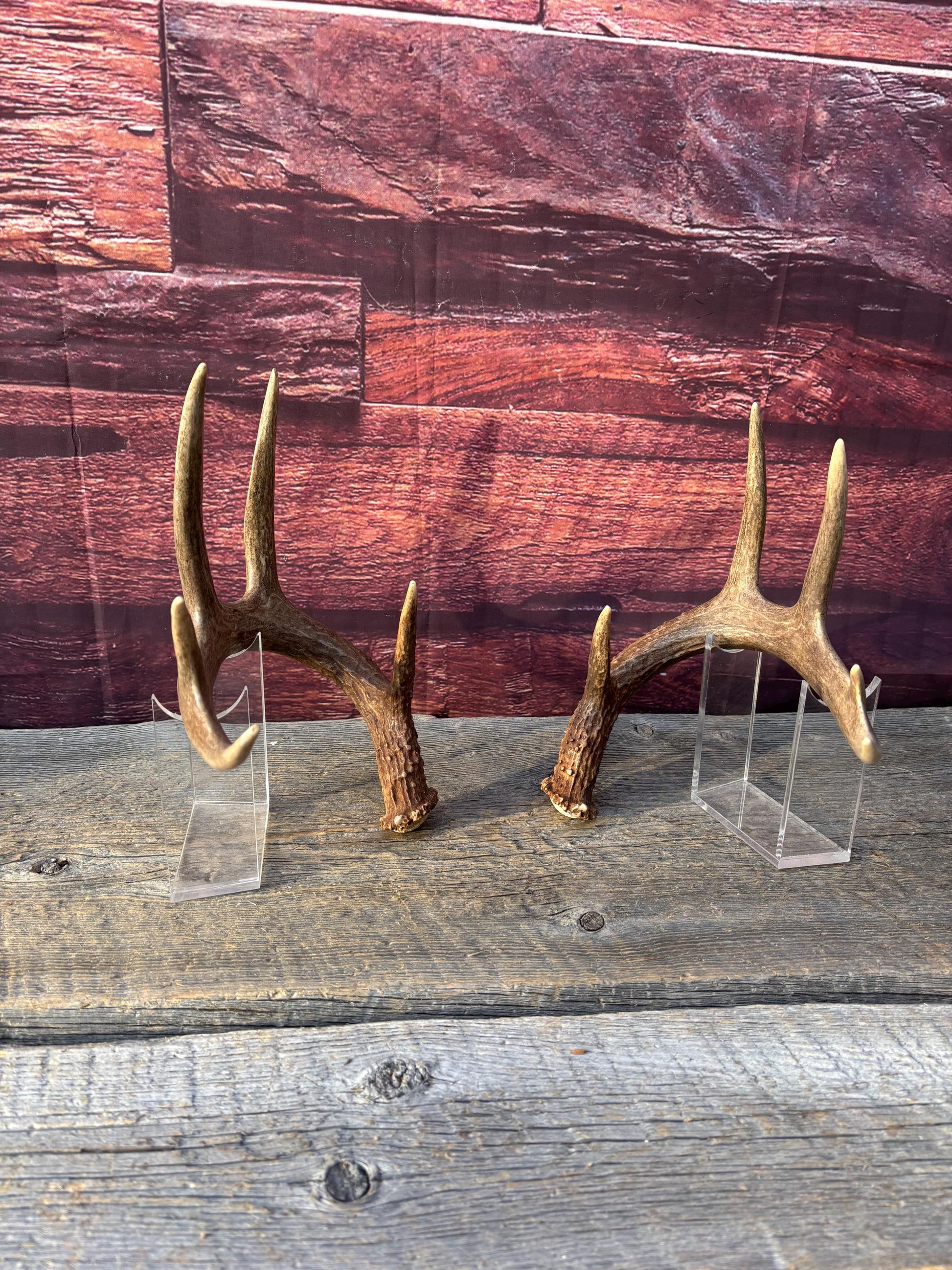 Matched Albertan White-tailed Deer Antlers. Super classic 10-pt Set
