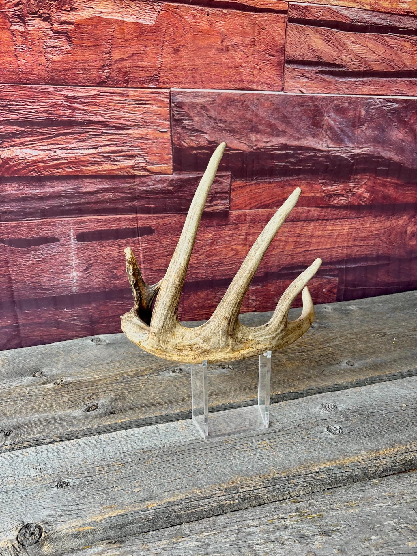 Incredible White-tailed deer Antler. Large, Deer Shed for Decor, Design, Crafting and More!
