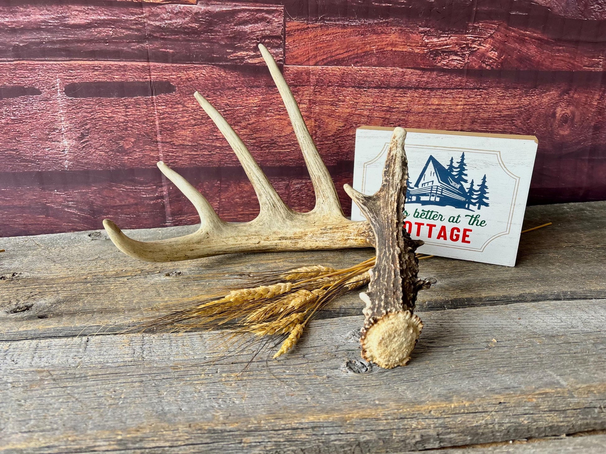 Incredible White-tailed deer Antler. Large, Deer Shed for Decor, Design, Crafting and More!