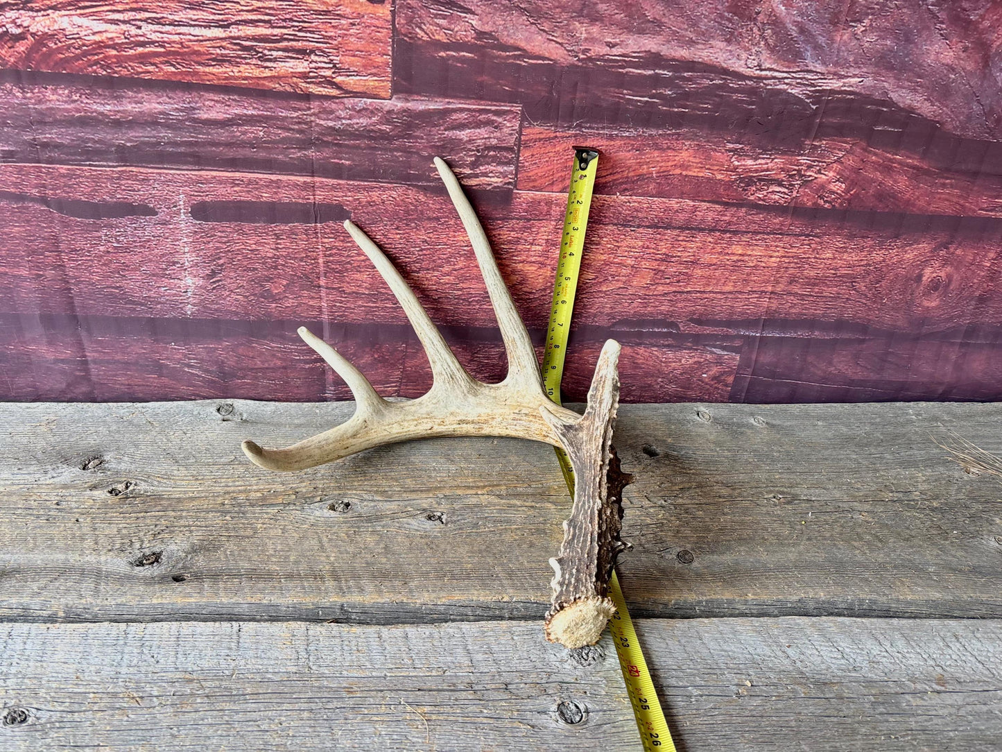 Incredible White-tailed deer Antler. Large, Deer Shed for Decor, Design, Crafting and More!