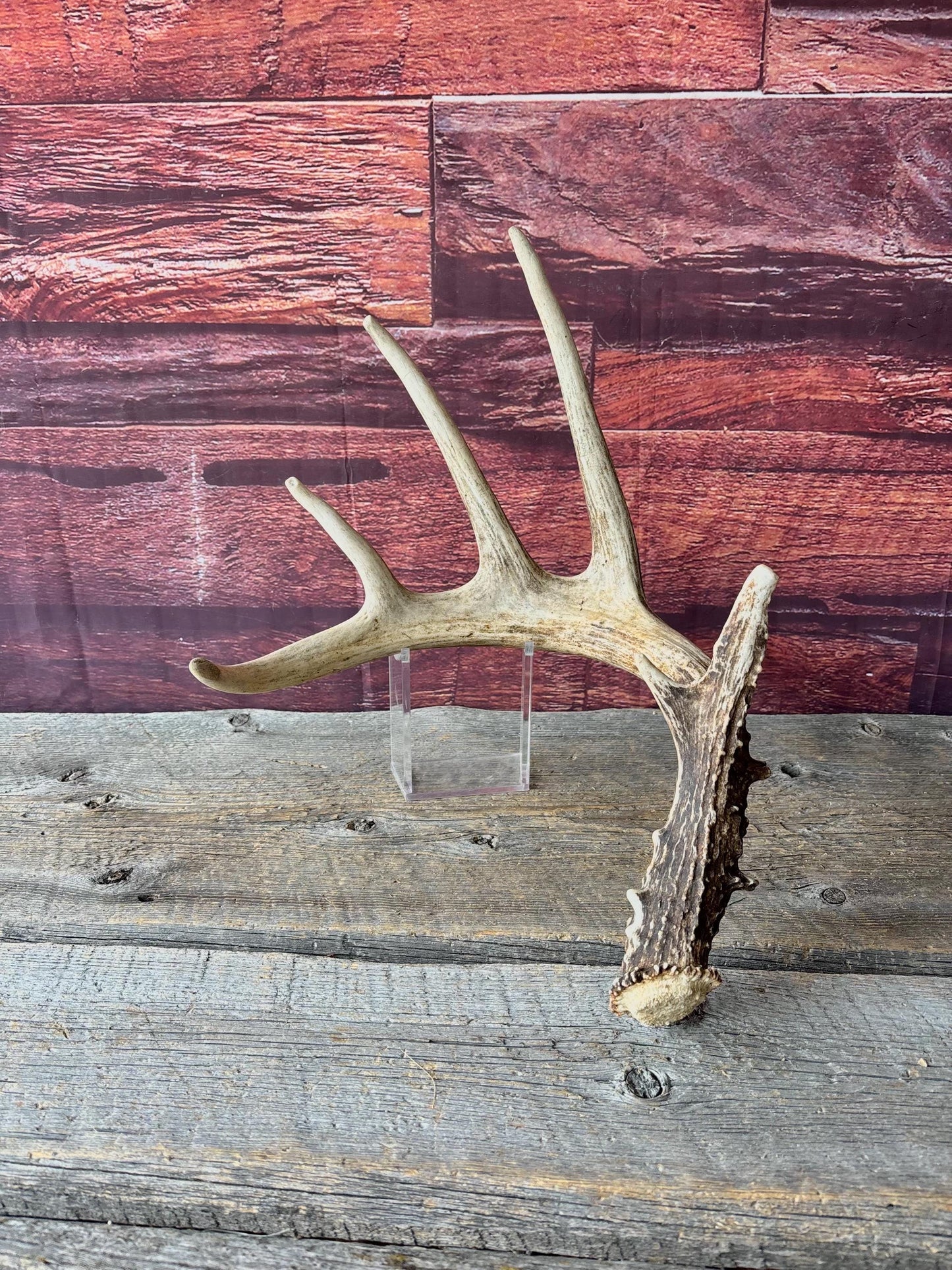 Incredible White-tailed deer Antler. Large, Deer Shed for Decor, Design, Crafting and More!