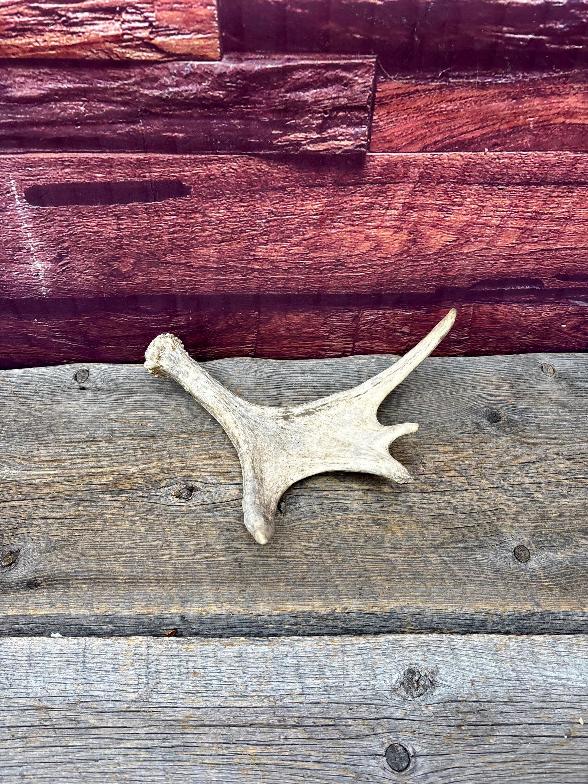 Small Moose Antler. Fresh. For crafting, decor and more