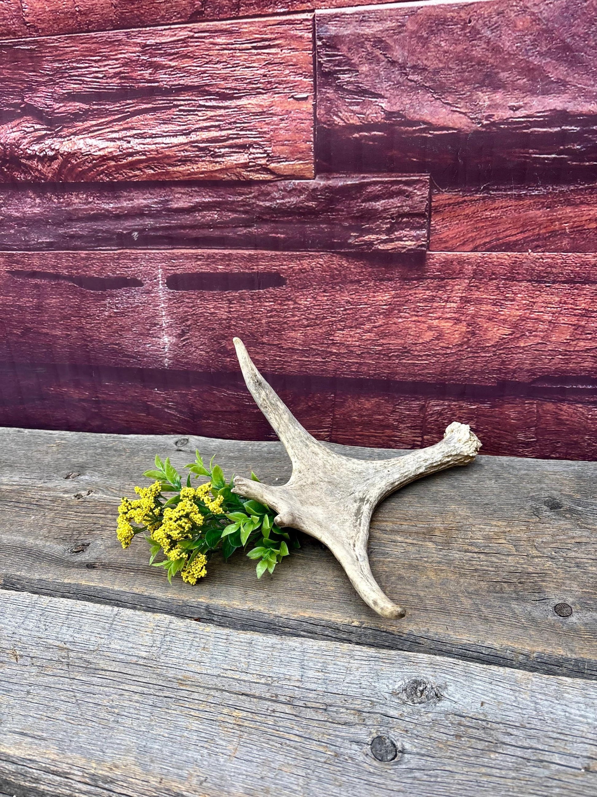 Small Moose Antler. Fresh. For crafting, decor and more