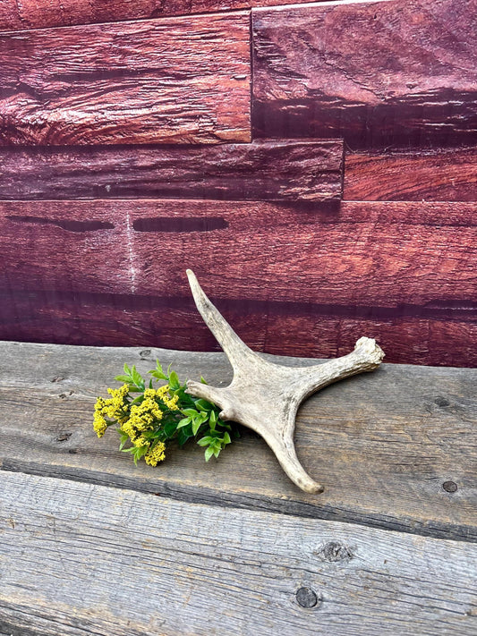 Small Moose Antler. Fresh. For crafting, decor and more