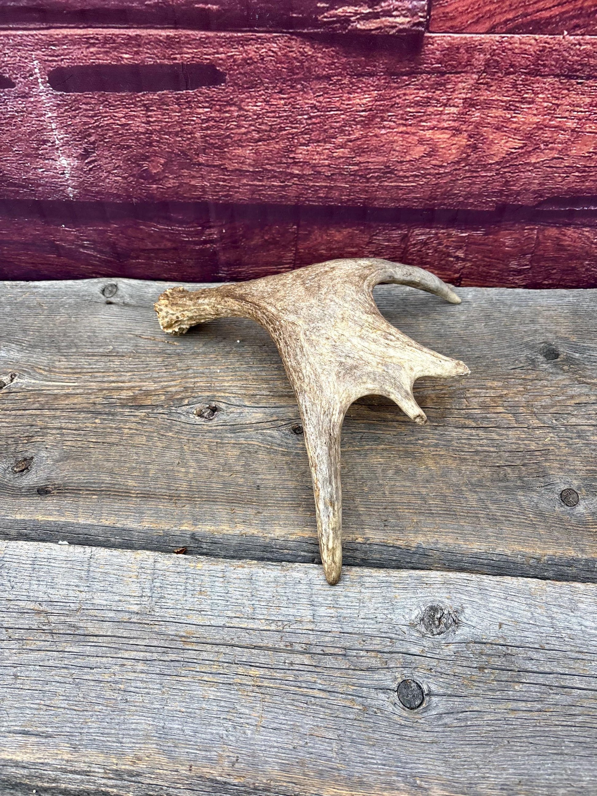 Small Moose Antler. Fresh. For crafting, decor and more