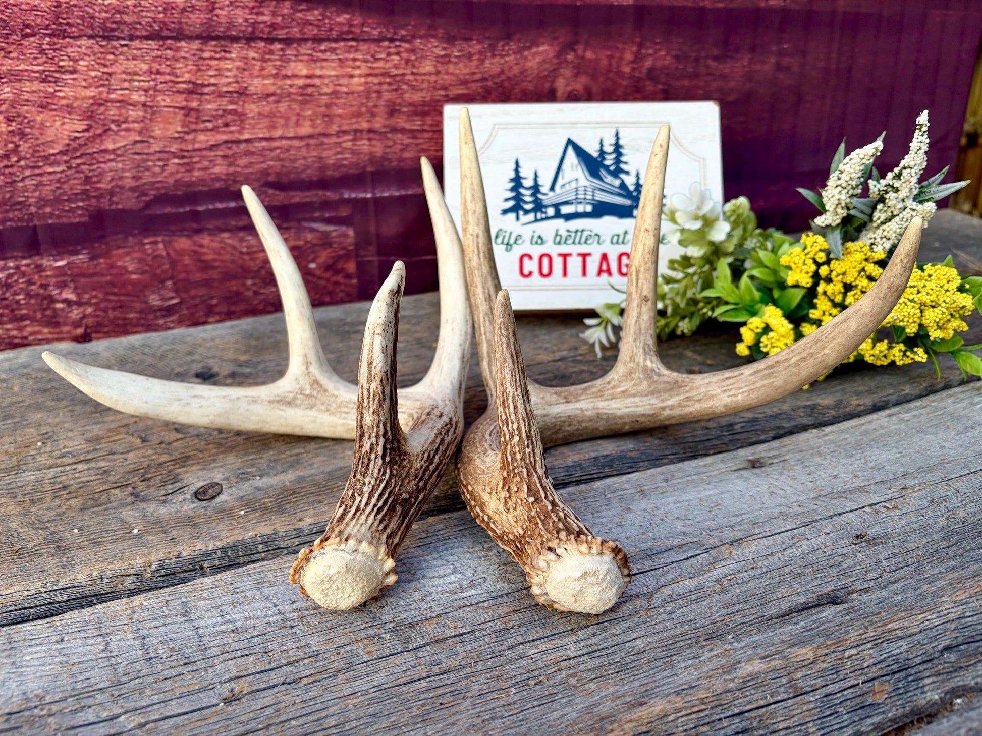 Matched White-Tailed Deer Antlers: Freshly Shed, small 8-Point set.