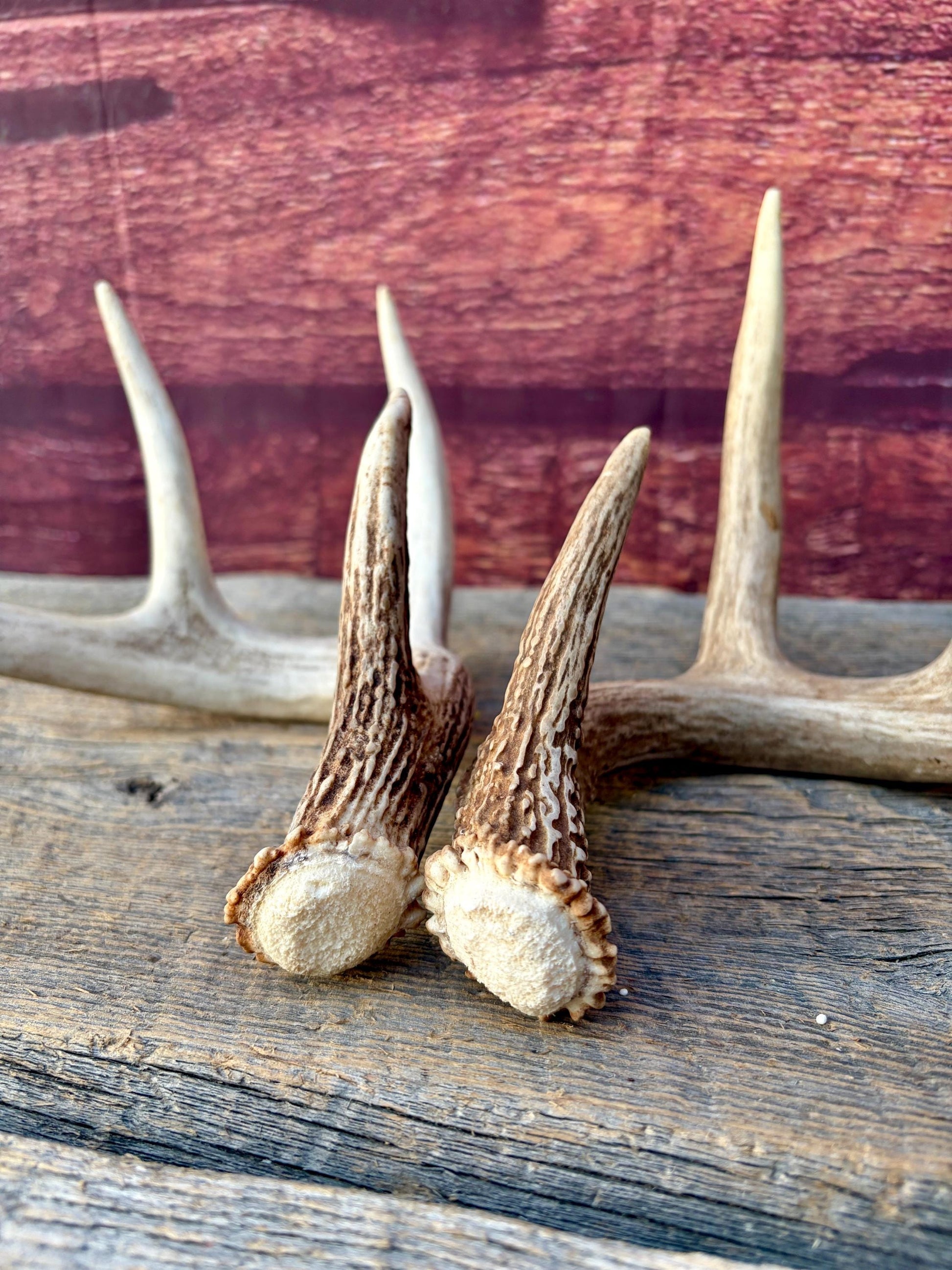 Matched White-Tailed Deer Antlers: Freshly Shed, small 8-Point set.