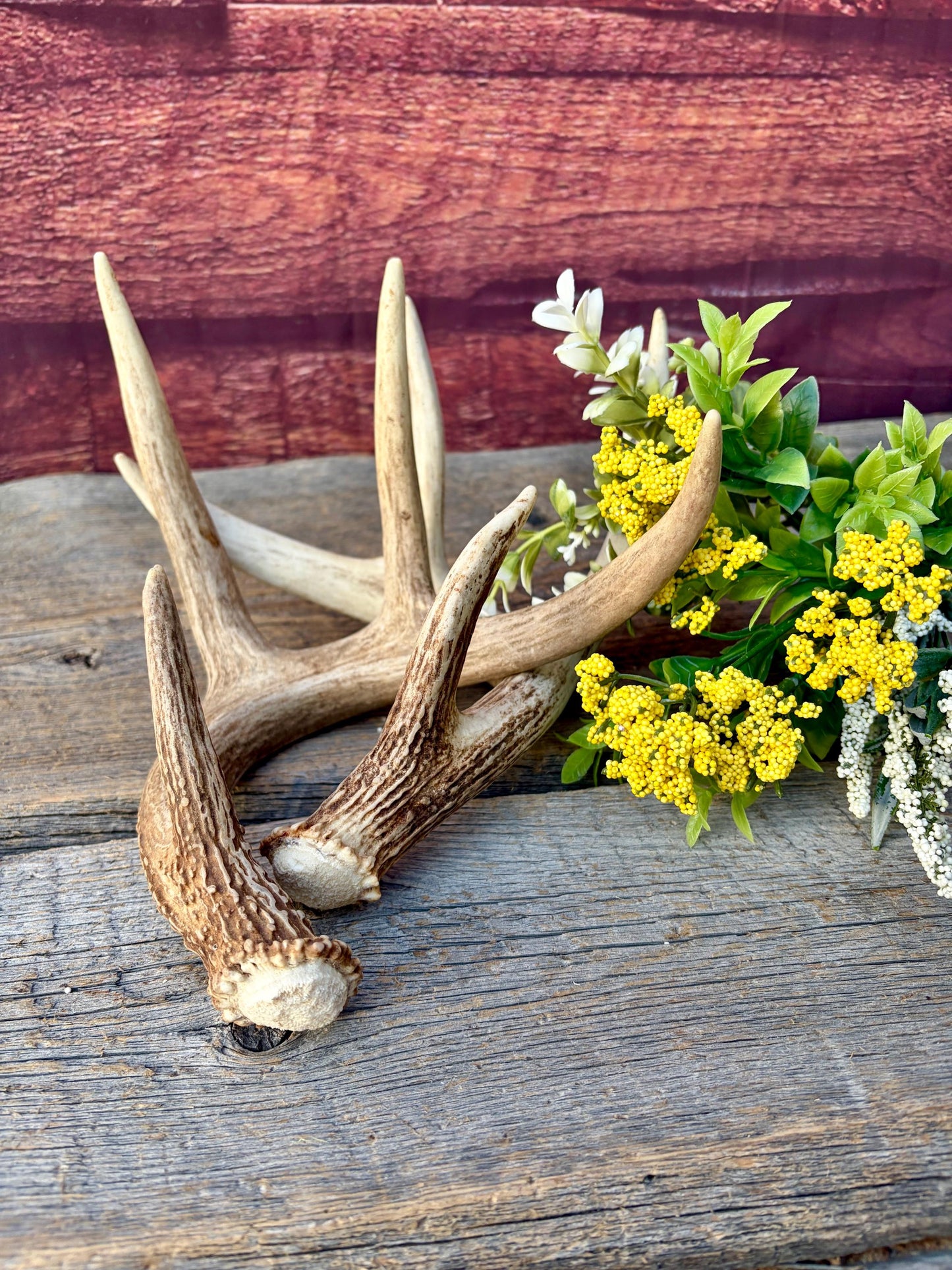Matched White-Tailed Deer Antlers: Freshly Shed, small 8-Point set.