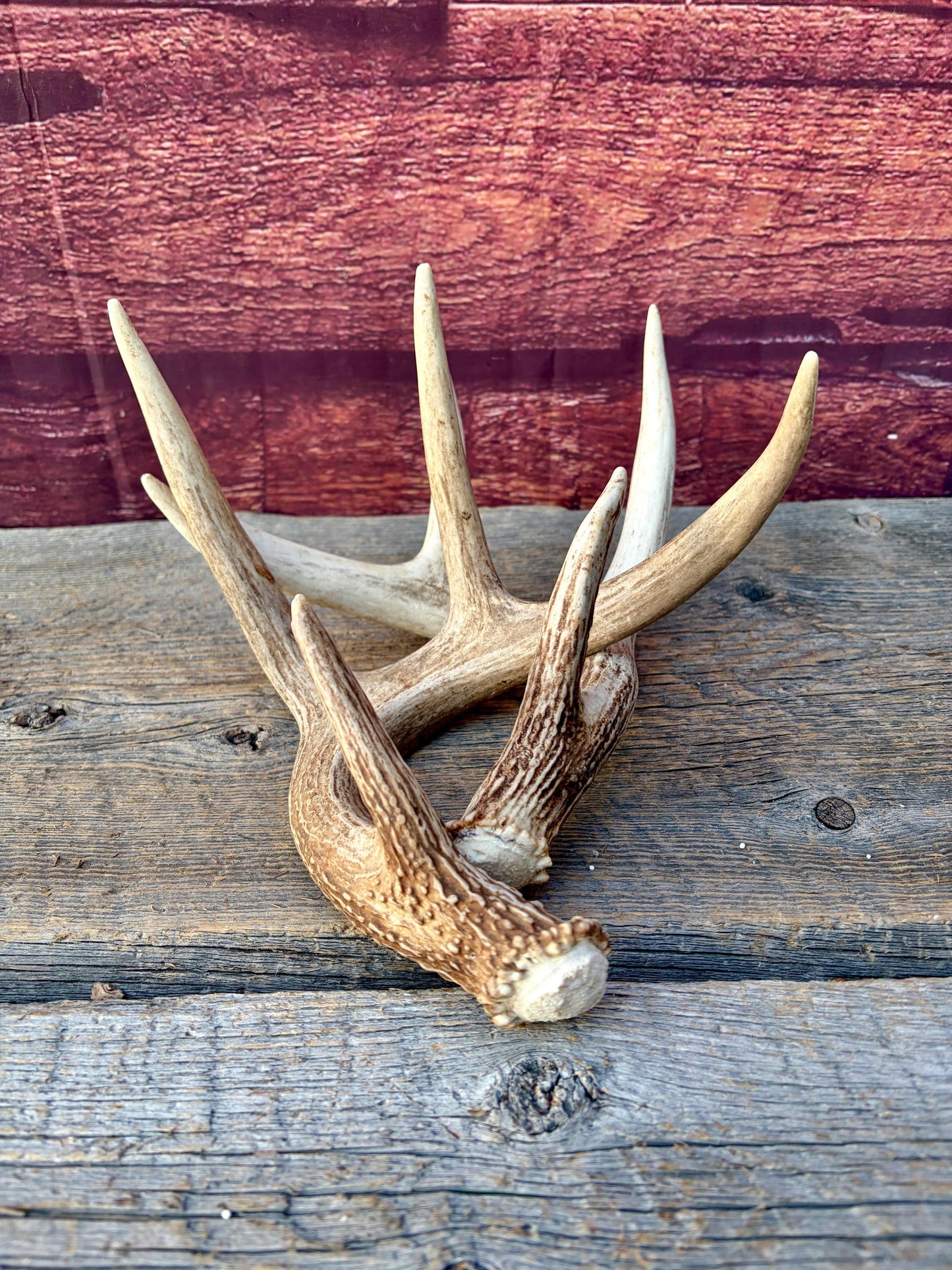 Matched White-Tailed Deer Antlers: Freshly Shed, small 8-Point set.