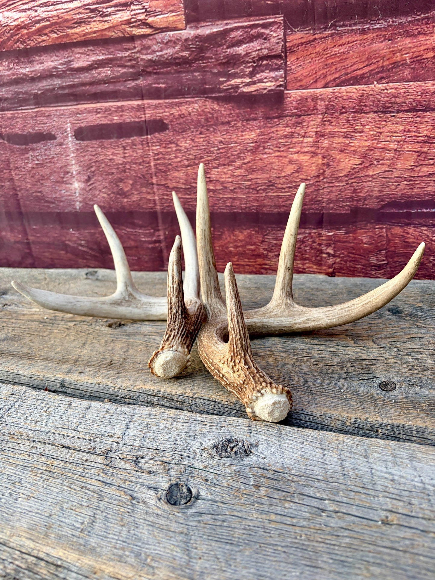 Matched White-Tailed Deer Antlers: Freshly Shed, small 8-Point set.