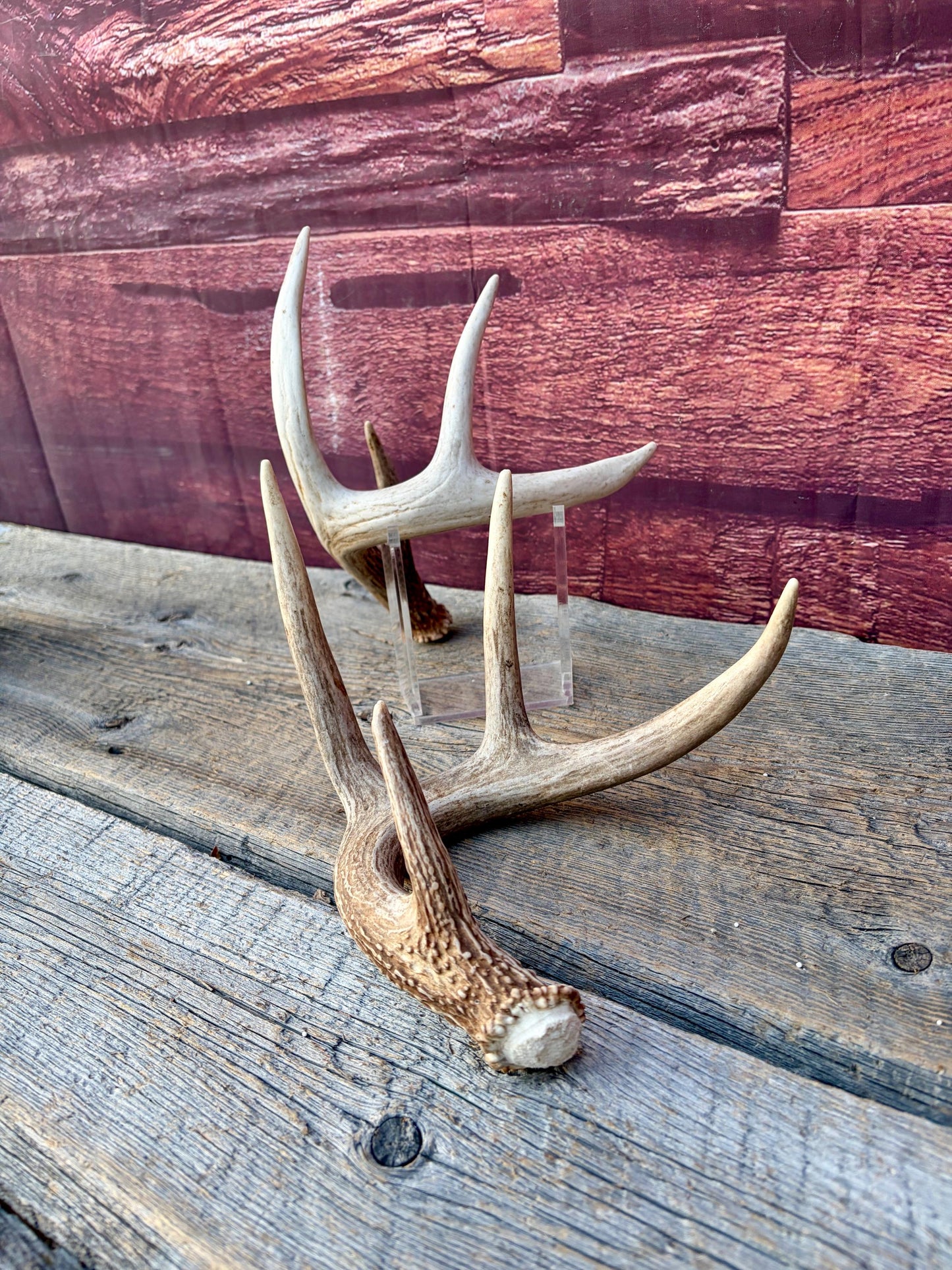 Matched White-Tailed Deer Antlers: Freshly Shed, small 8-Point set.