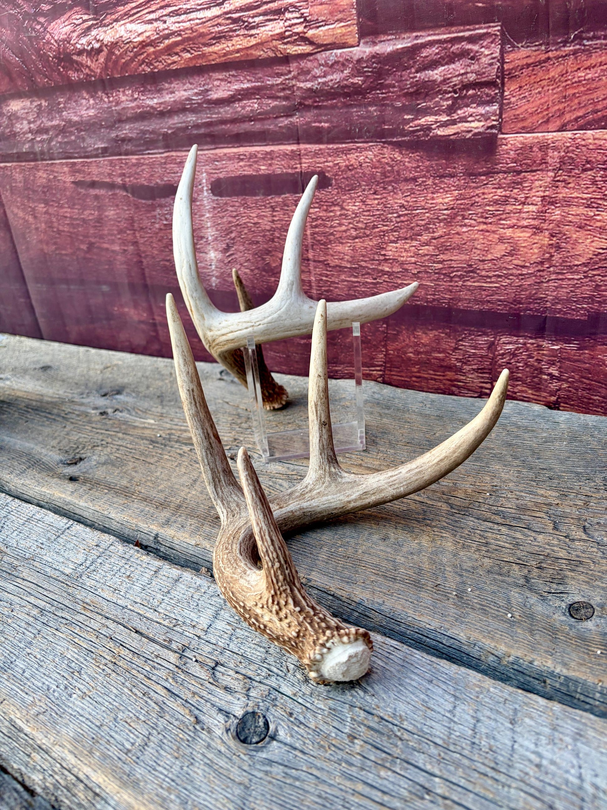 Matched White-Tailed Deer Antlers: Freshly Shed, small 8-Point set.