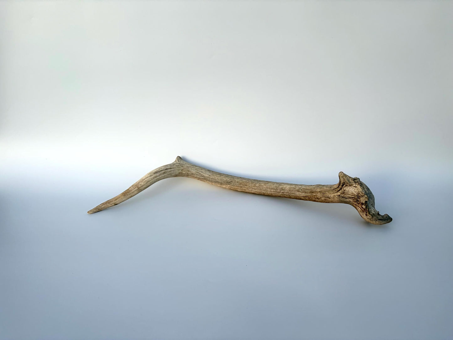 Small Elk Antler. Elk Antler for Decor, Crafting, Pets and More