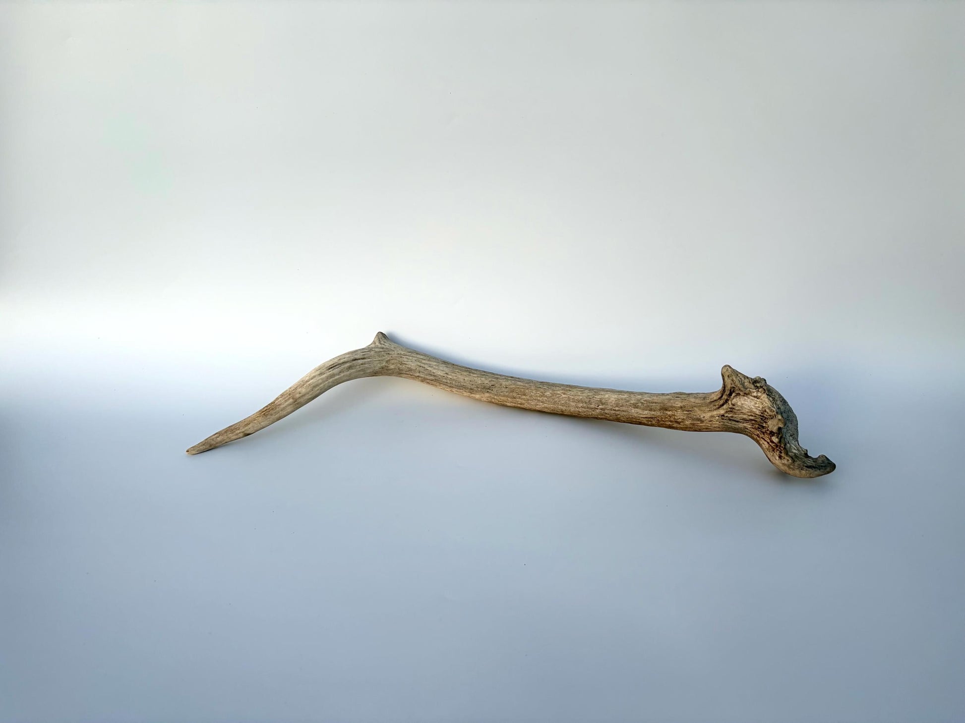 Small Elk Antler. Elk Antler for Decor, Crafting, Pets and More