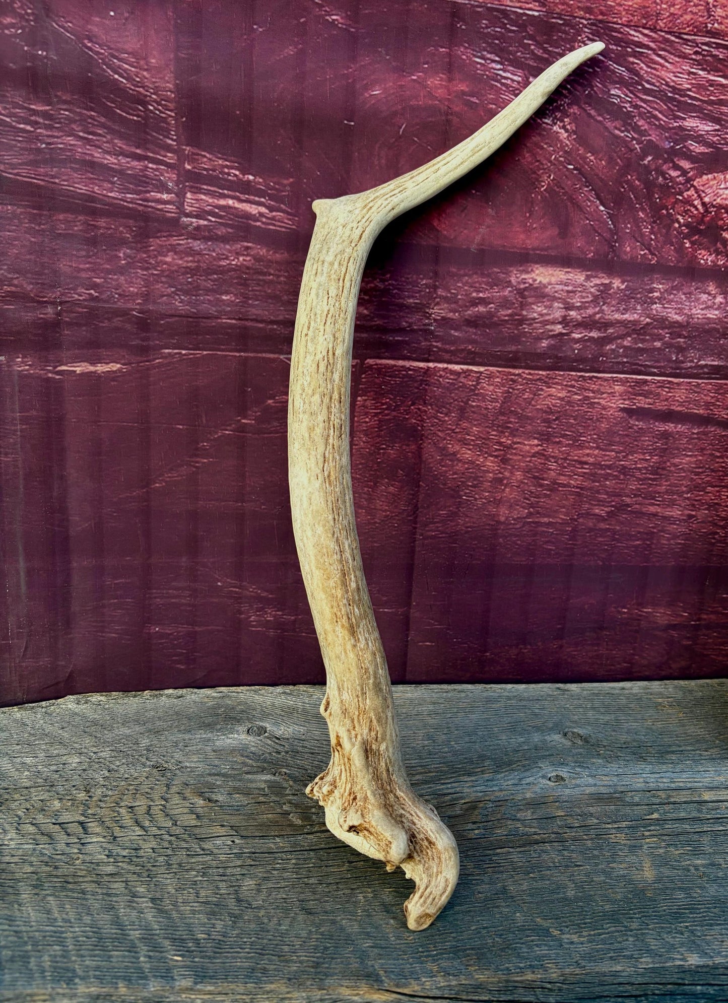 Small Elk Antler. Elk Antler for Decor, Crafting, Pets and More