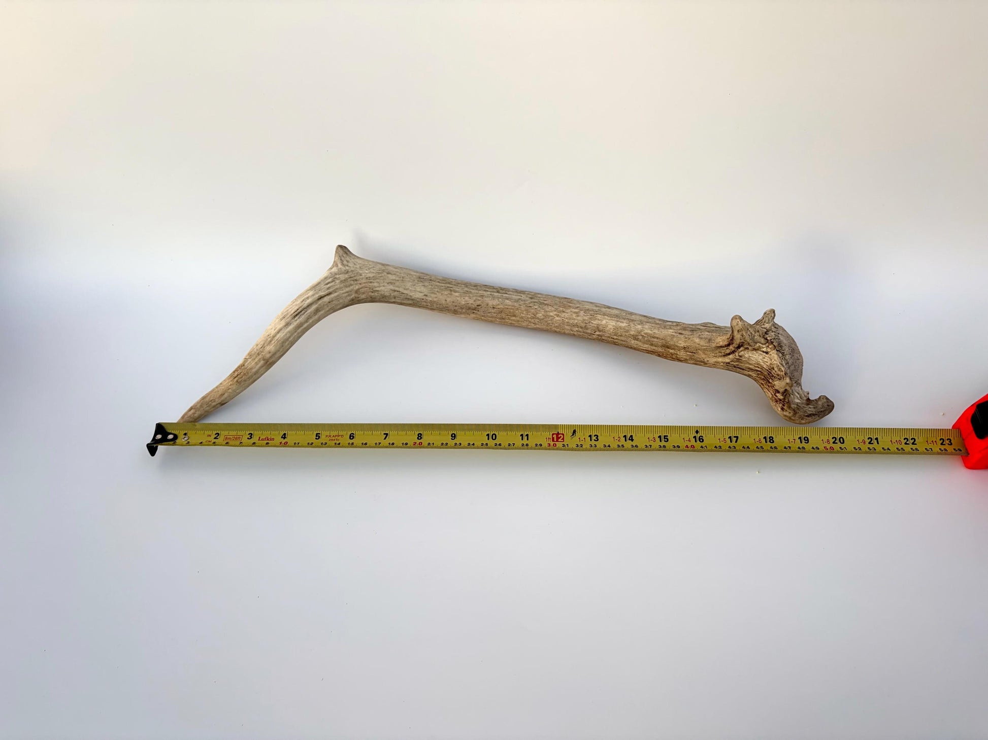Small Elk Antler. Elk Antler for Decor, Crafting, Pets and More