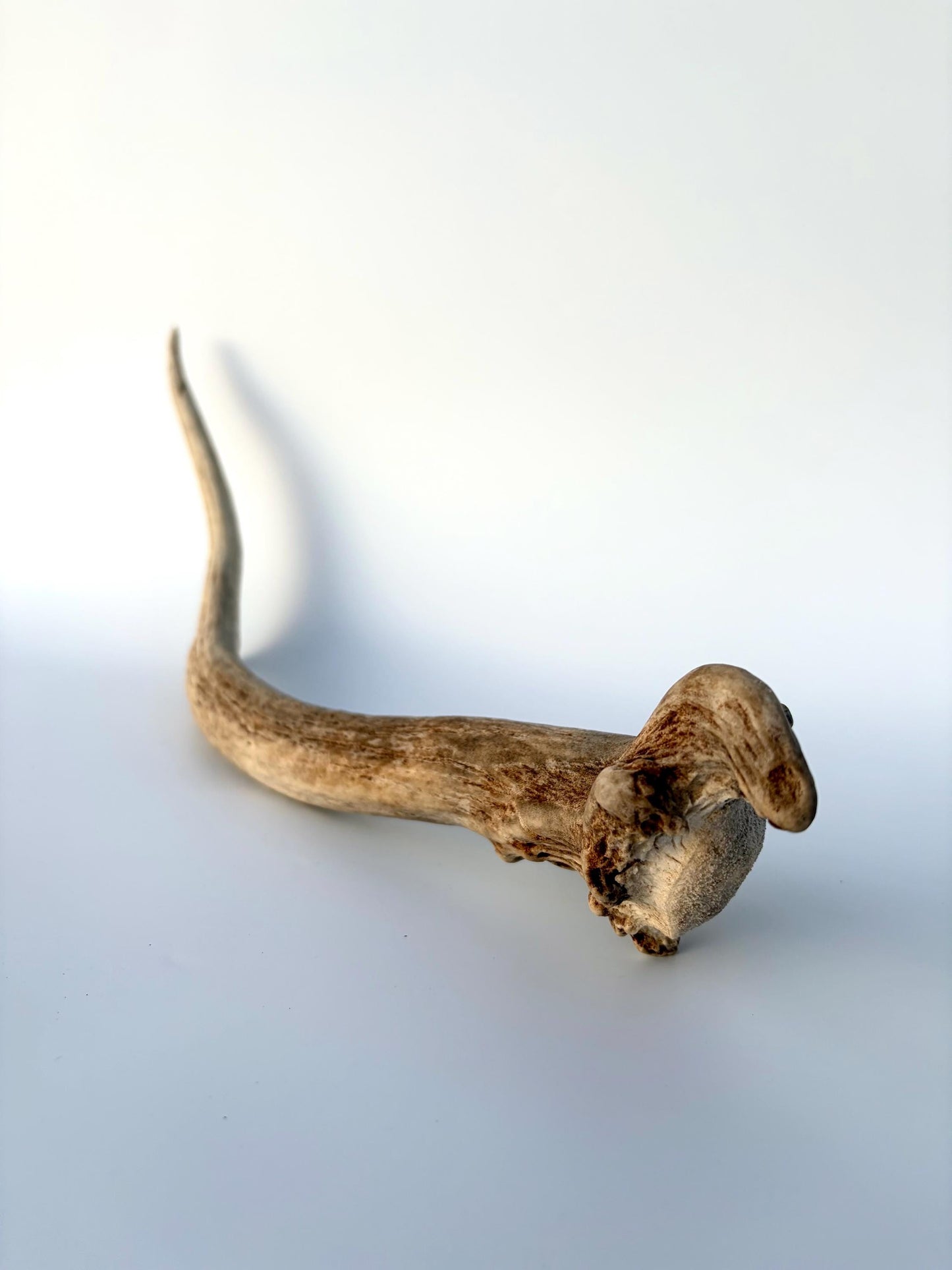 Small Elk Antler. Elk Antler for Decor, Crafting, Pets and More