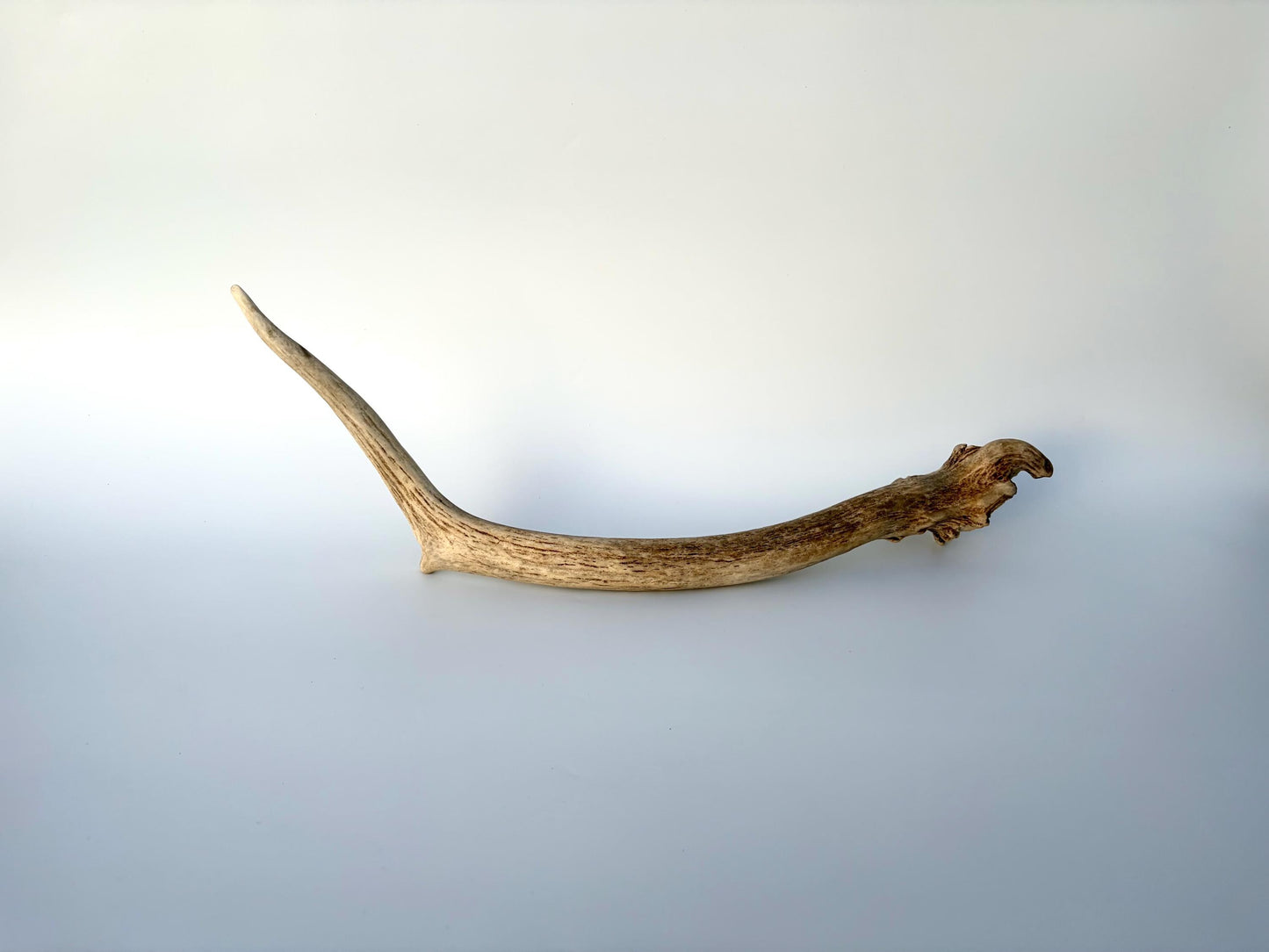 Small Elk Antler. Elk Antler for Decor, Crafting, Pets and More