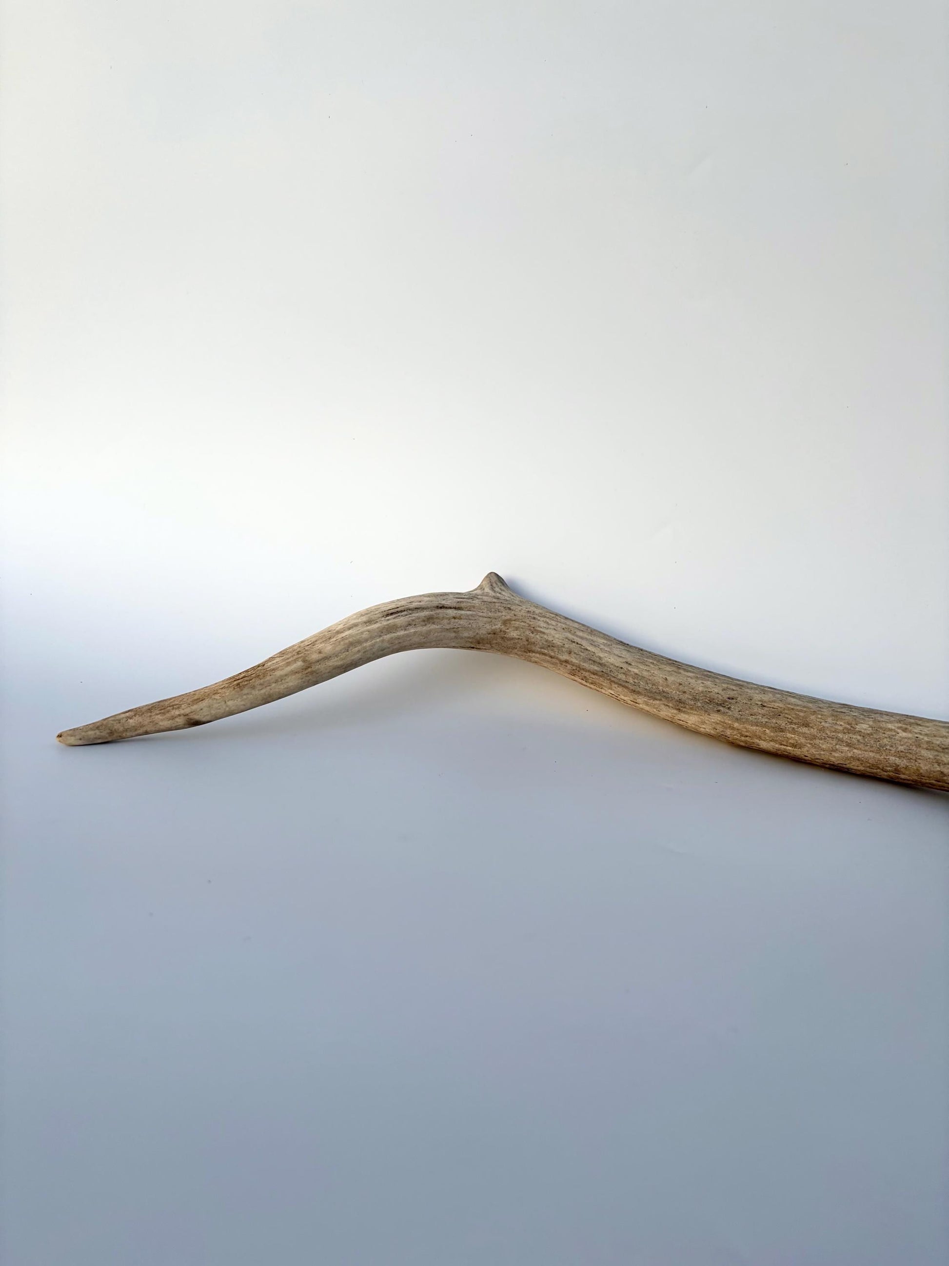 Small Elk Antler. Elk Antler for Decor, Crafting, Pets and More