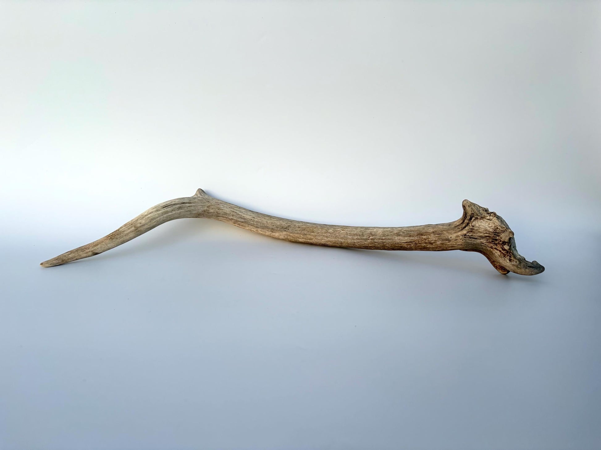 Small Elk Antler. Elk Antler for Decor, Crafting, Pets and More