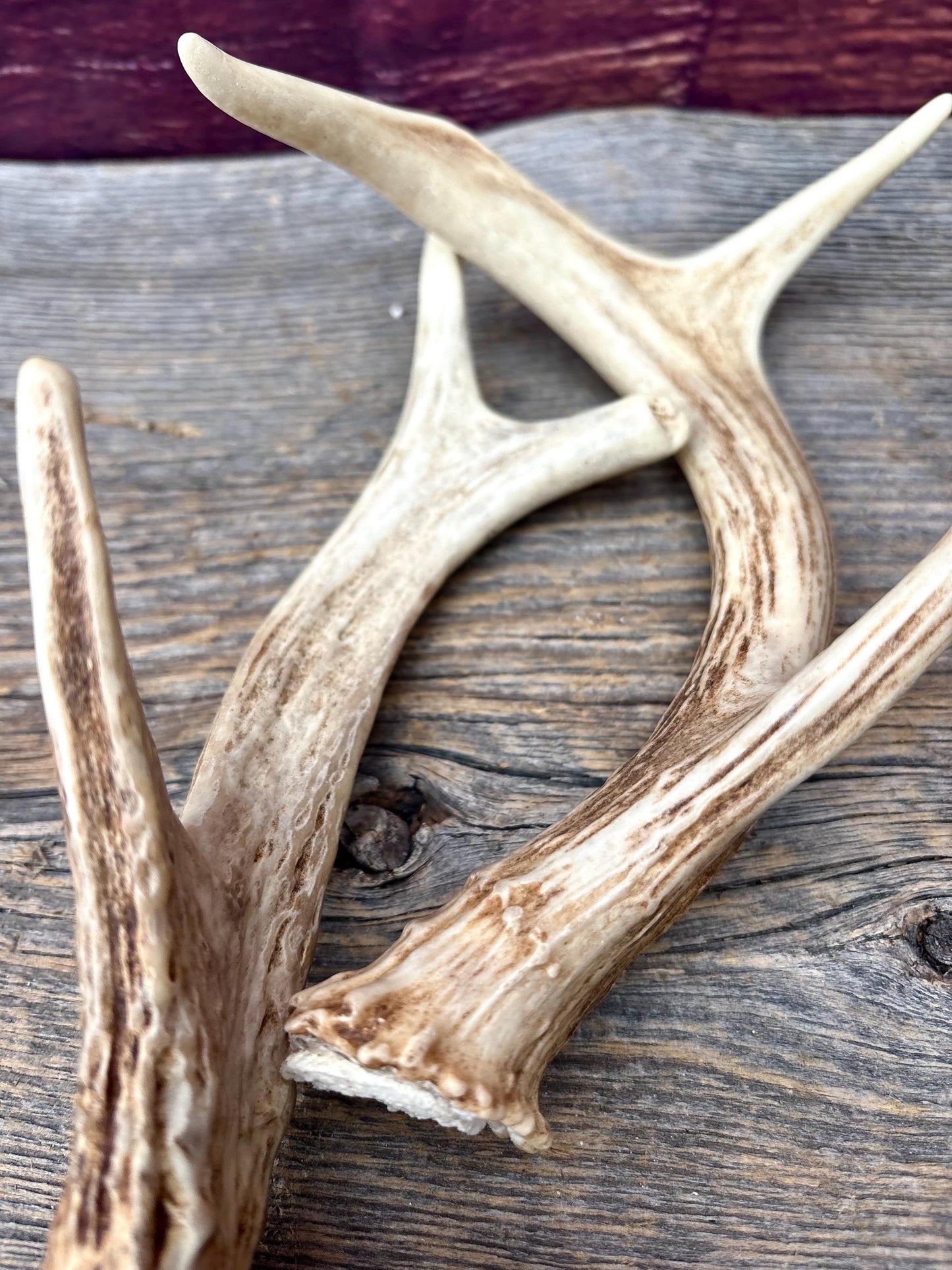Deer Antlers - White-tailed Deer Matching set. Canadian Buck. Crafting and Decor Antlers