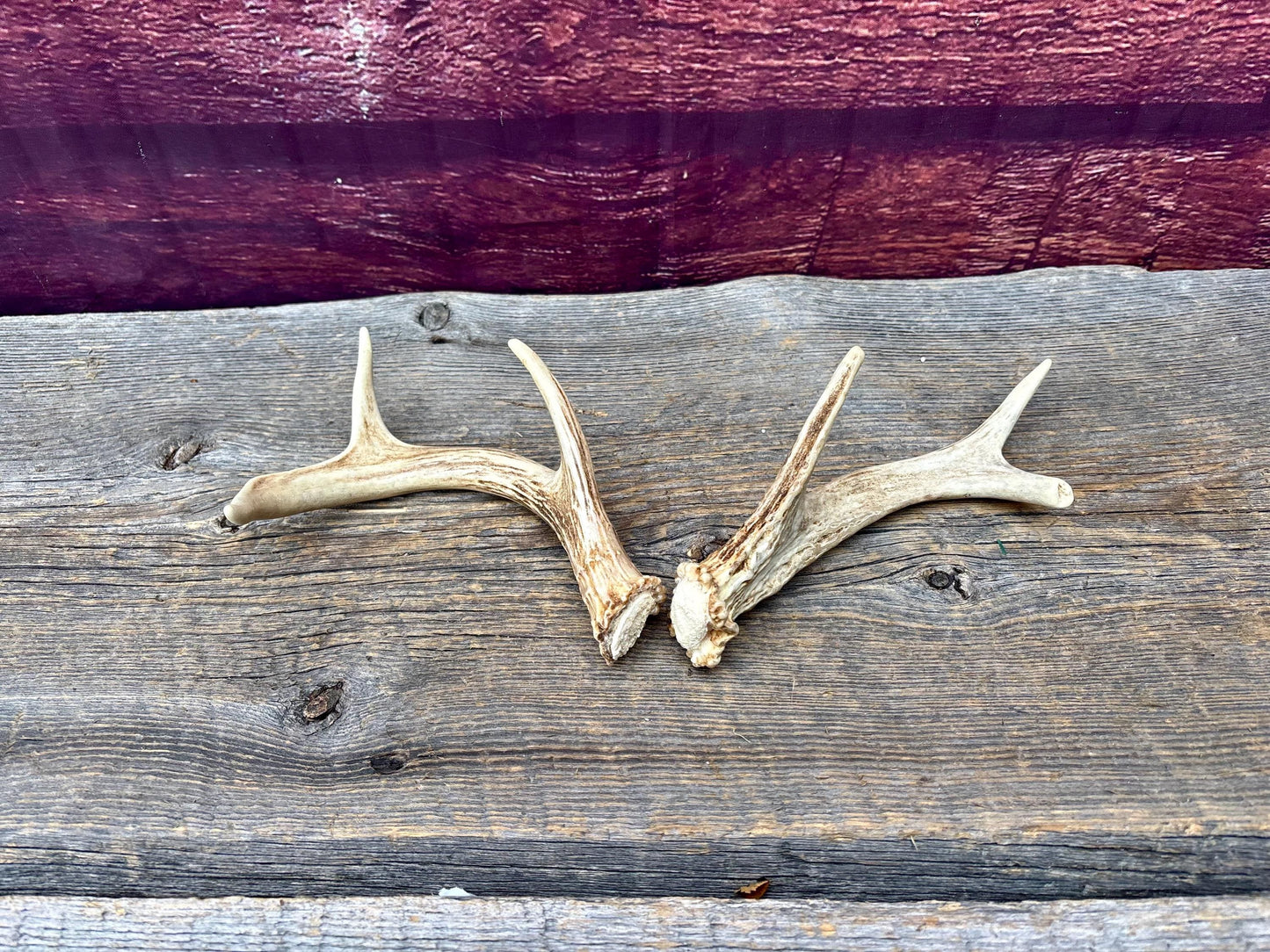 Deer Antlers - White-tailed Deer Matching set. Canadian Buck. Crafting and Decor Antlers
