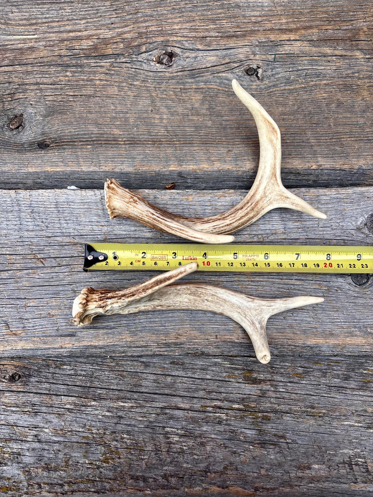 Deer Antlers - White-tailed Deer Matching set. Canadian Buck. Crafting and Decor Antlers
