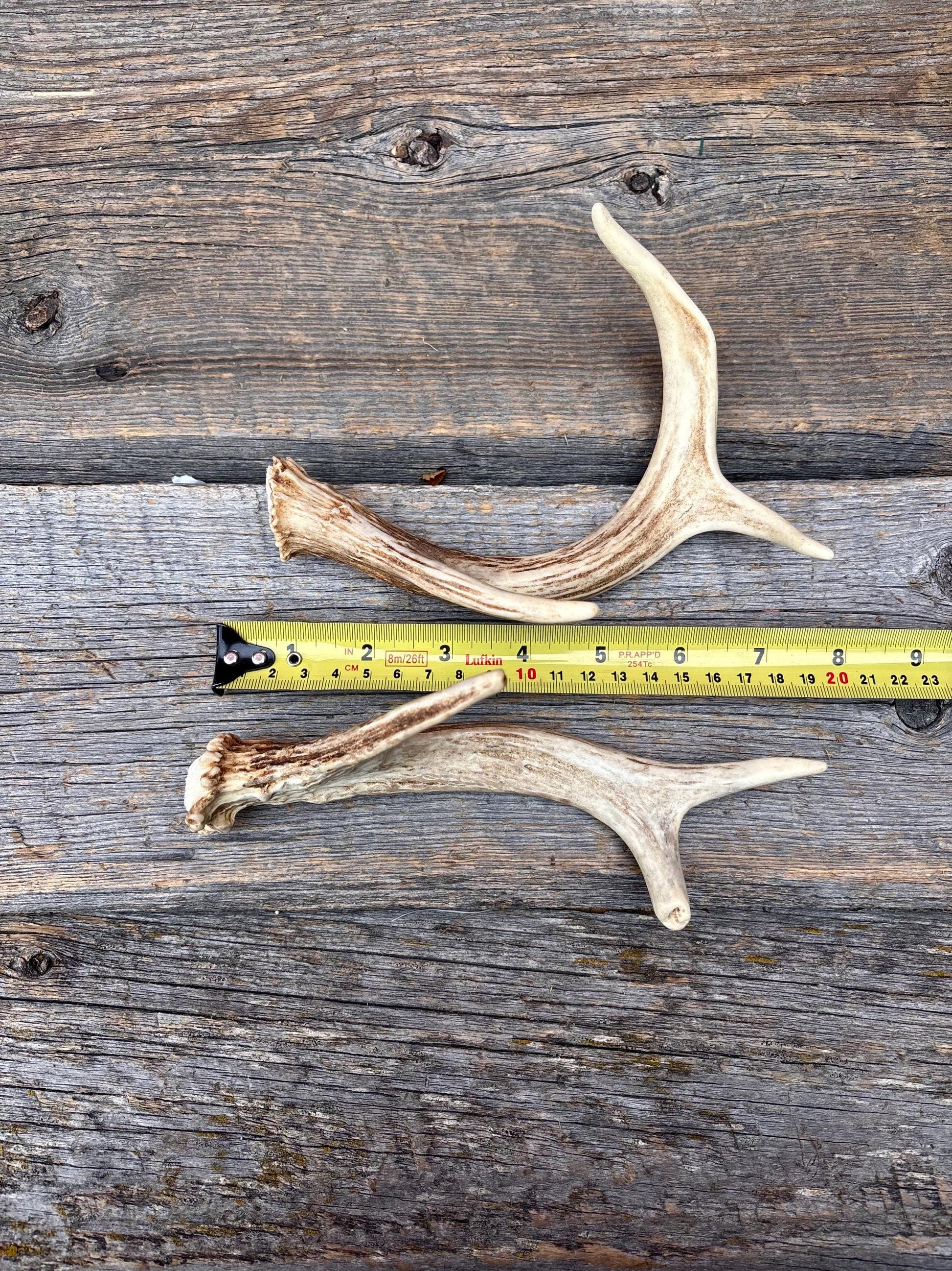 Deer Antlers - White-tailed Deer Matching set. Canadian Buck. Crafting and Decor Antlers