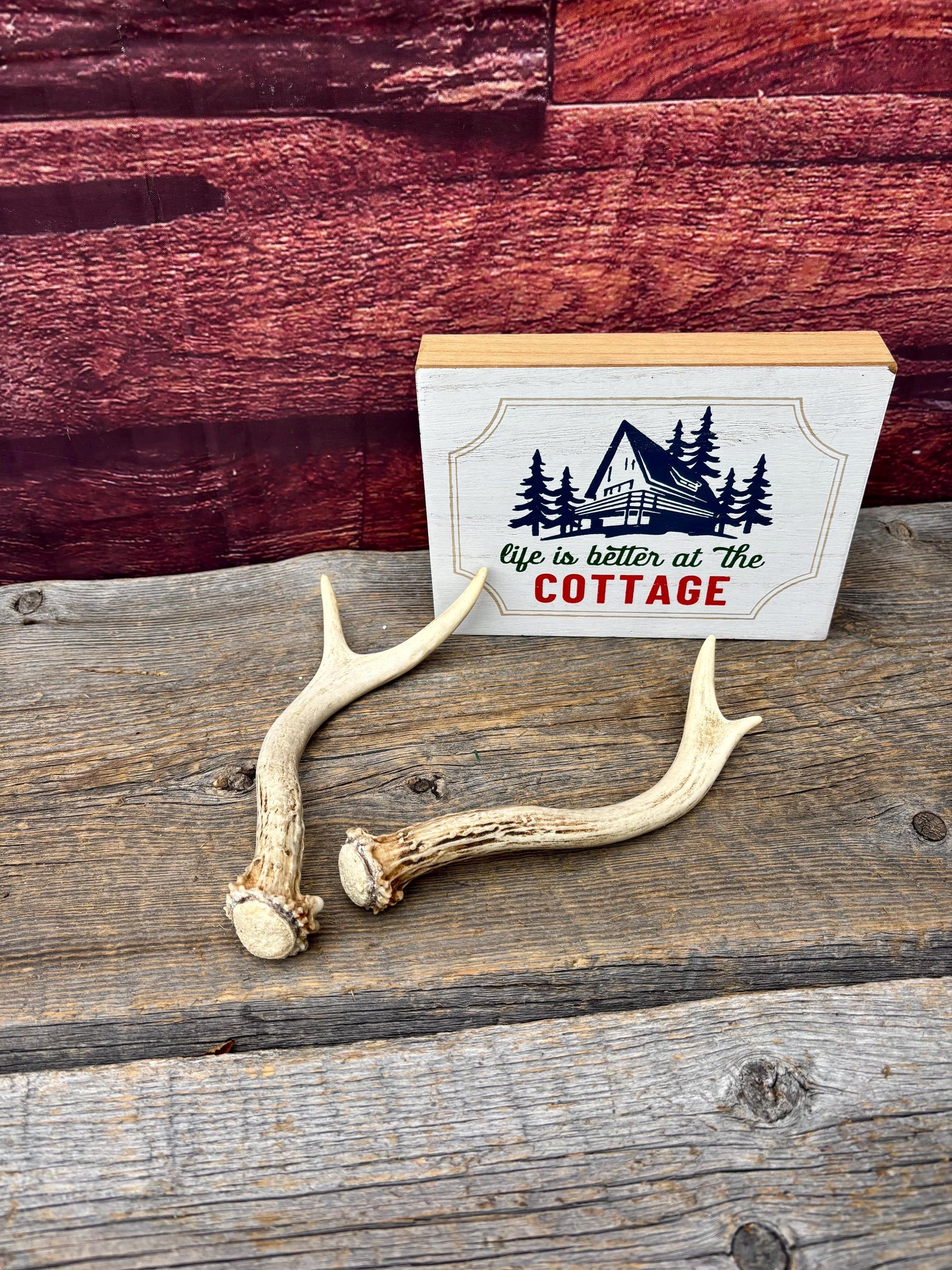 Deer Antlers - White-tailed Deer Matching set. Canadian Buck. Crafting and Decor Antlers