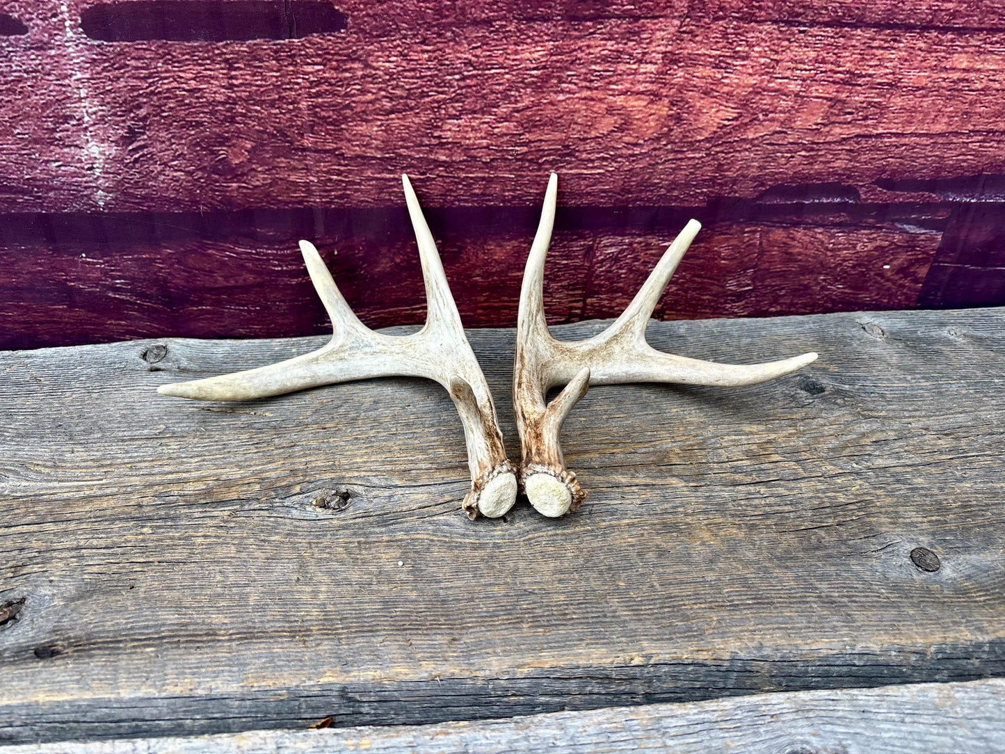 Deer Antlers - Small White-tailed Deer Matching set. Canadian Buck. Crafting and Decor Antlers