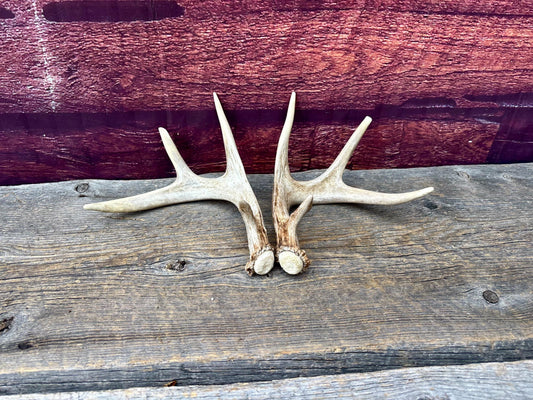 Deer Antlers - Small White-tailed Deer Matching set. Canadian Buck. Crafting and Decor Antlers