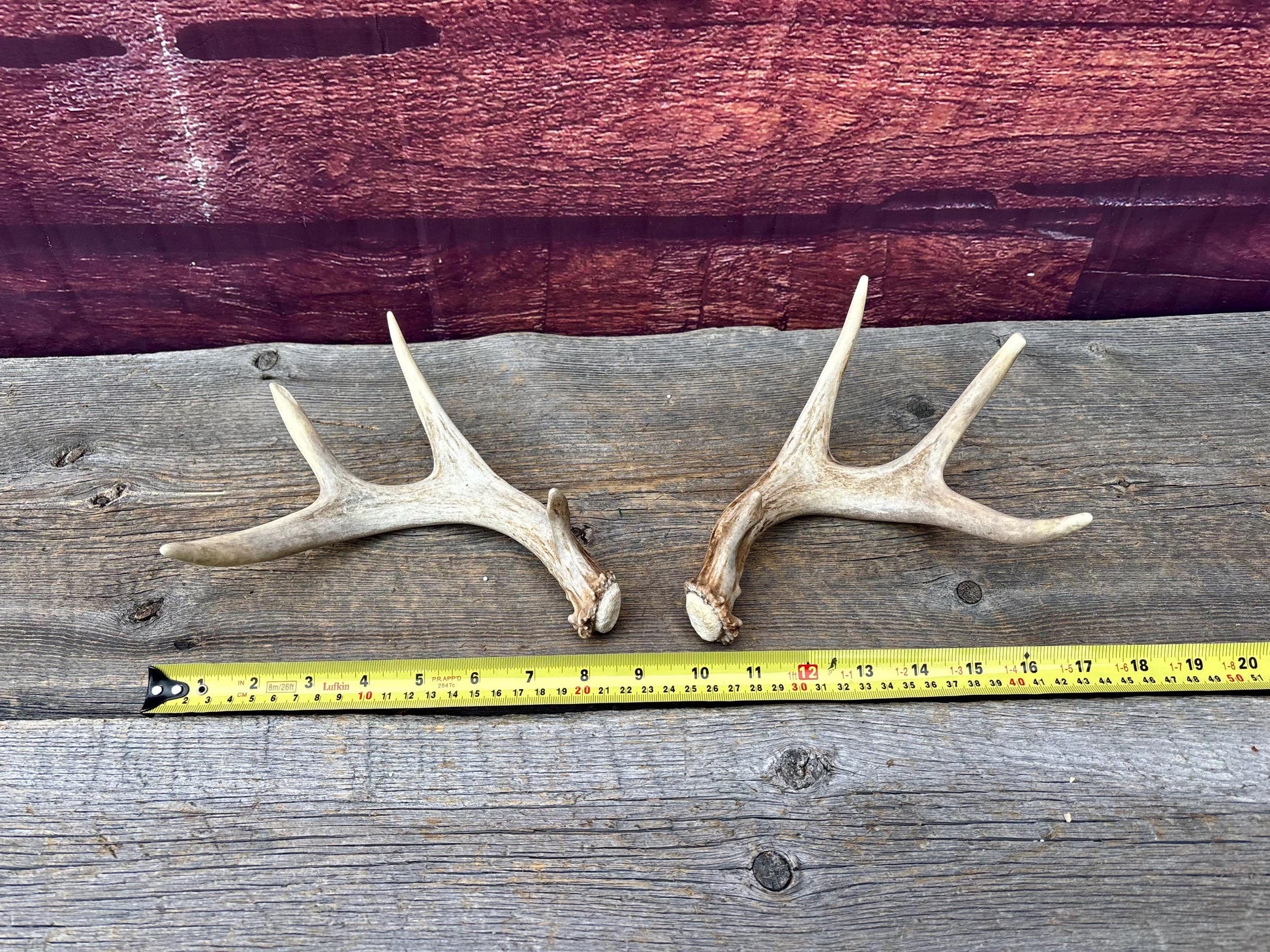 Deer Antlers - Small White-tailed Deer Matching set. Canadian Buck. Crafting and Decor Antlers