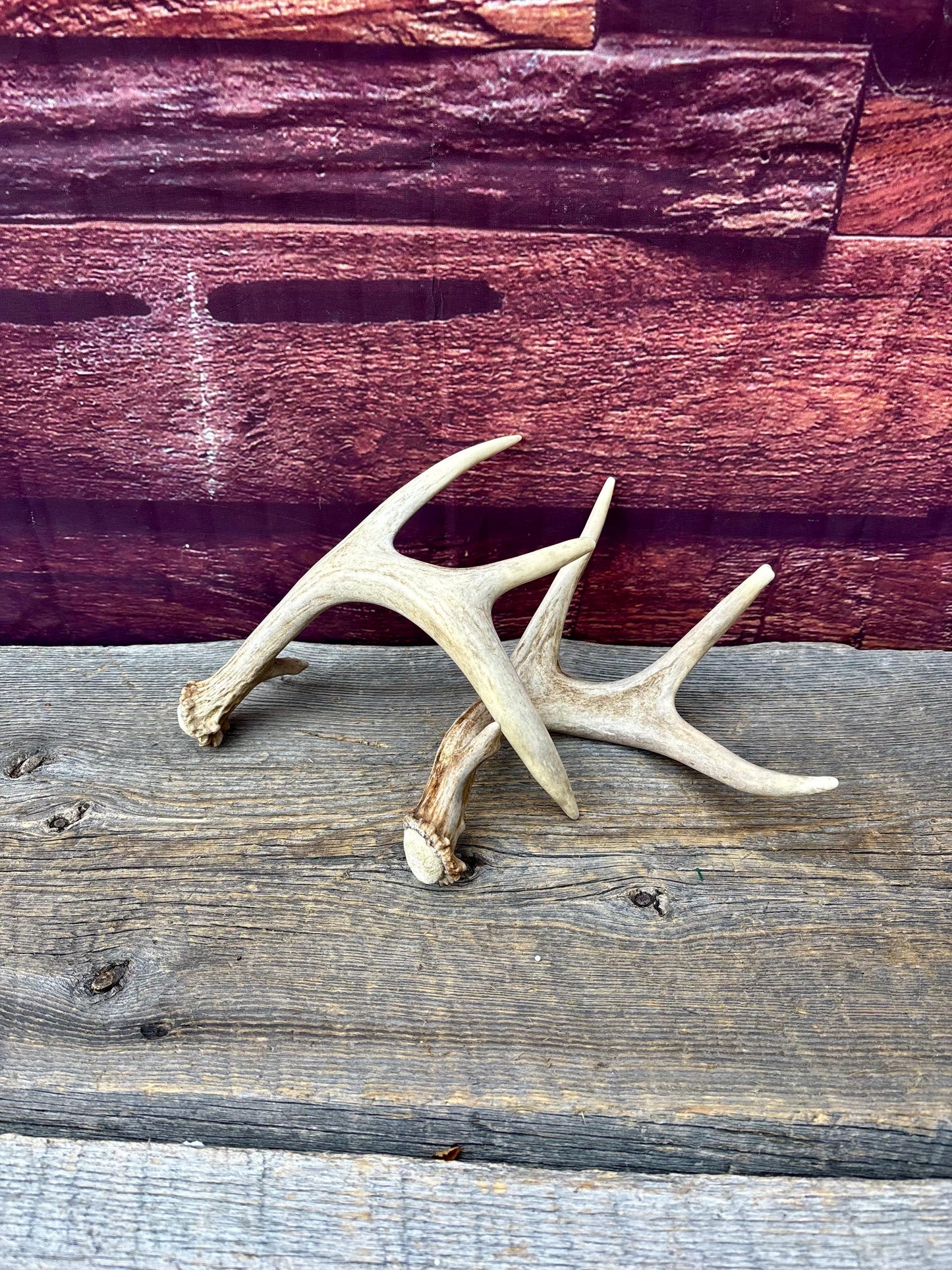 Deer Antlers - Small White-tailed Deer Matching set. Canadian Buck. Crafting and Decor Antlers