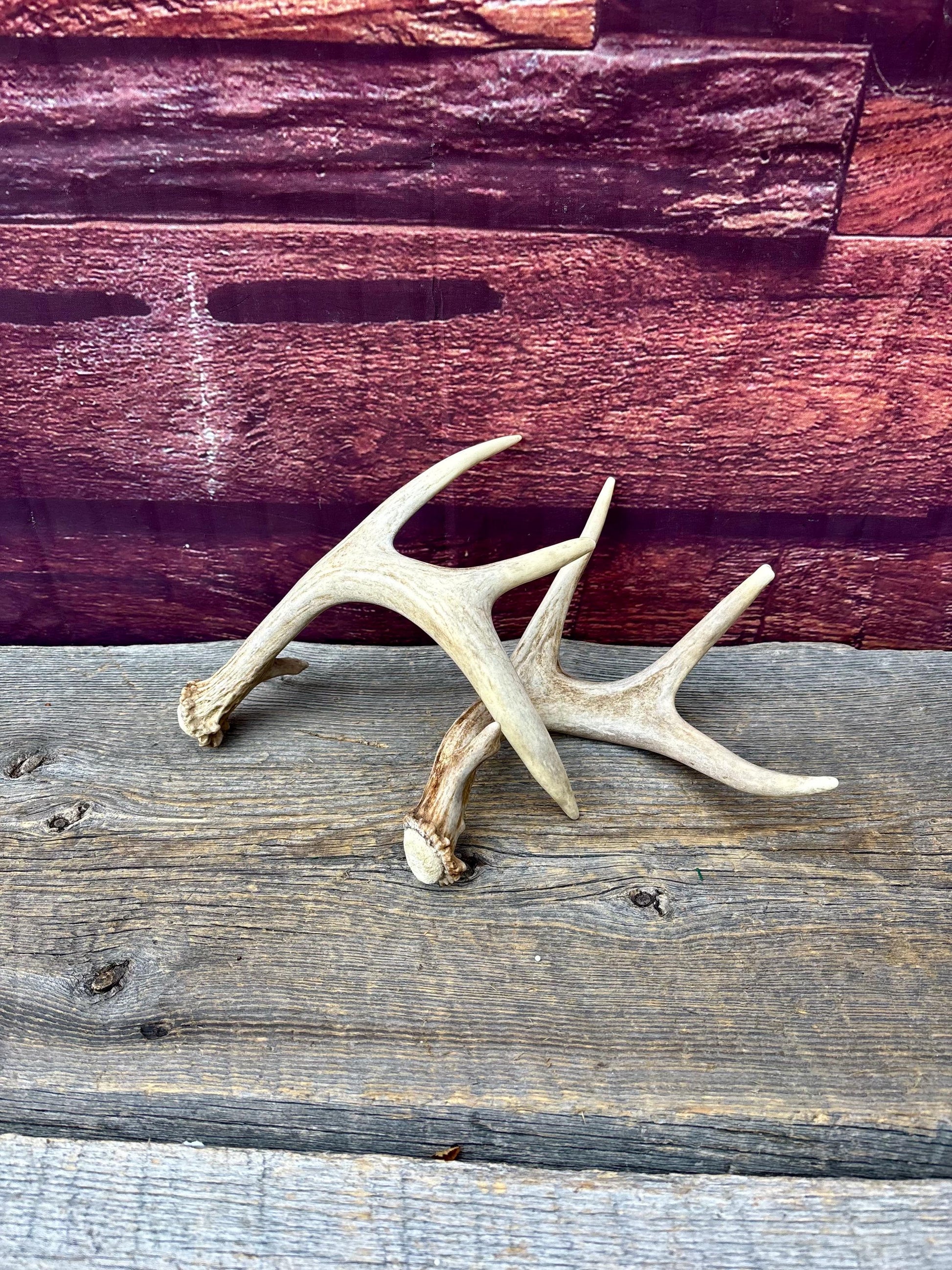Deer Antlers - Small White-tailed Deer Matching set. Canadian Buck. Crafting and Decor Antlers